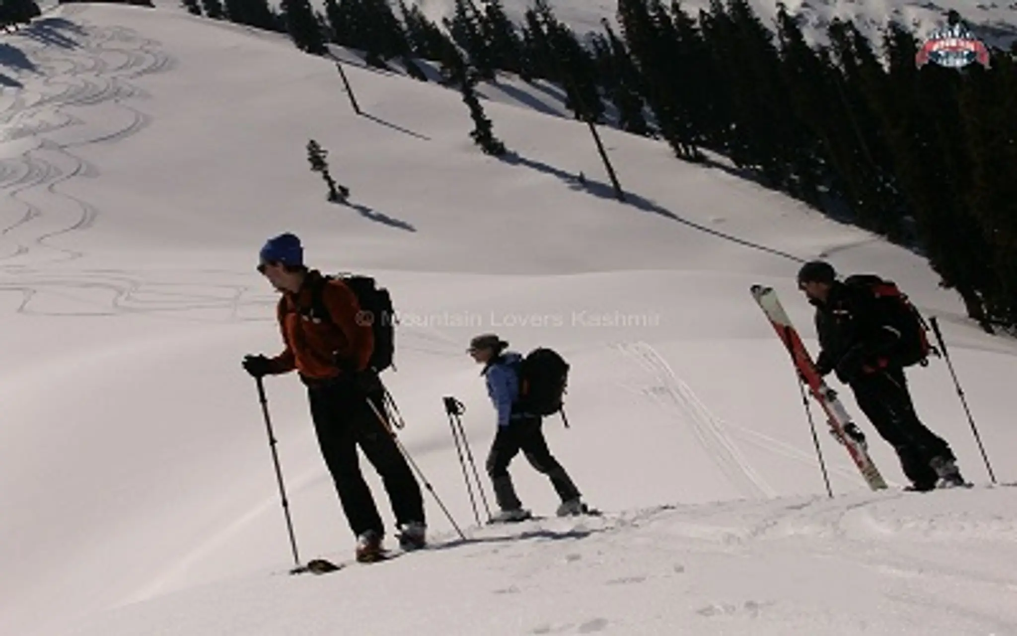 Himalayan Ibex kashmir Ski track trival