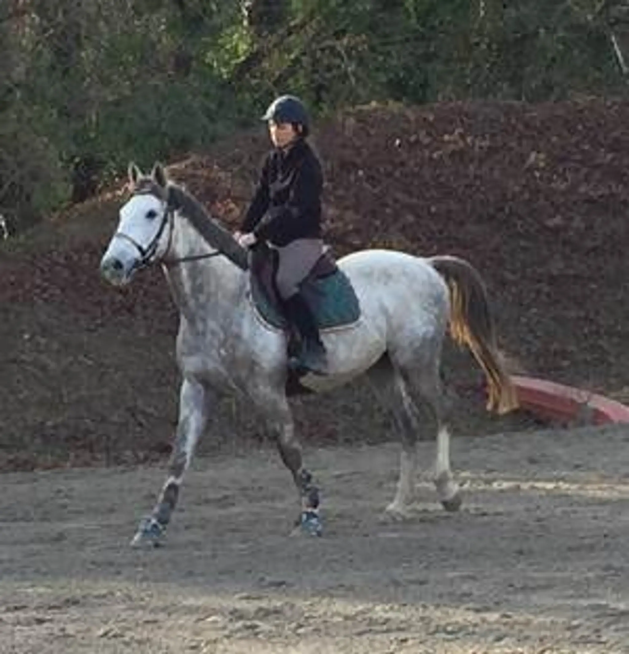 Haras De Juvénia-Scea Les Charmants