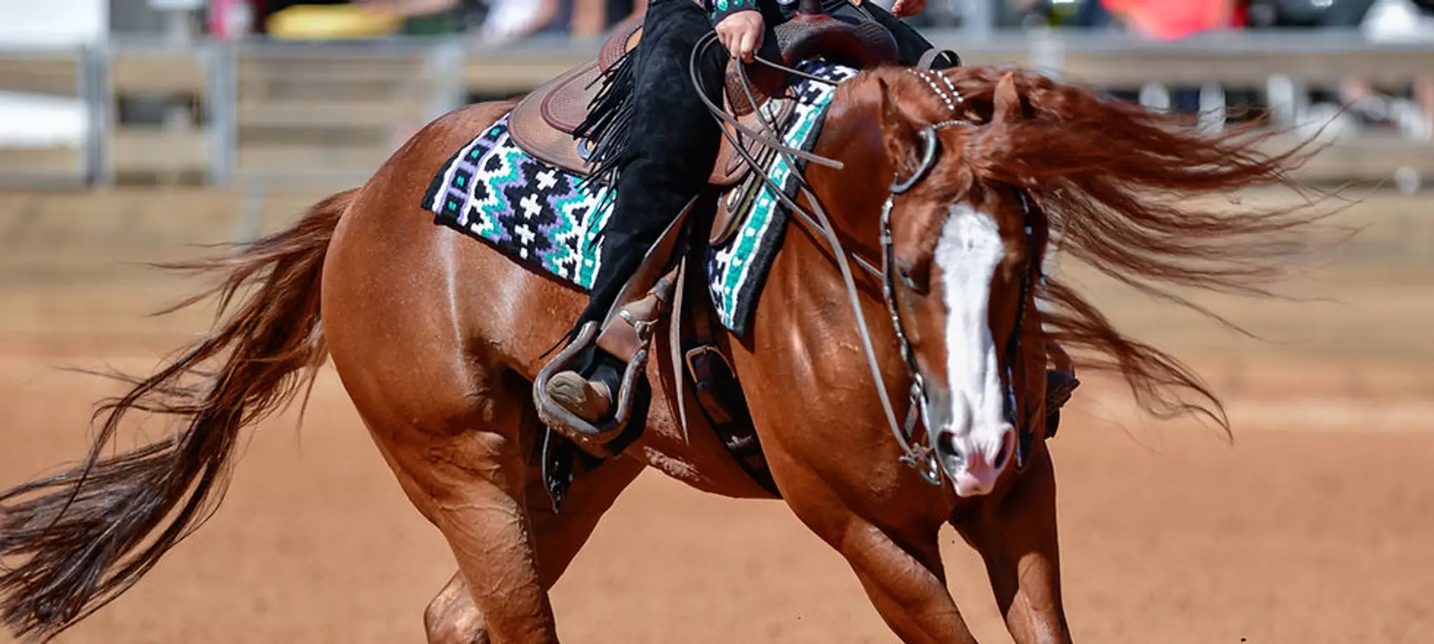 Progressive Equine Services