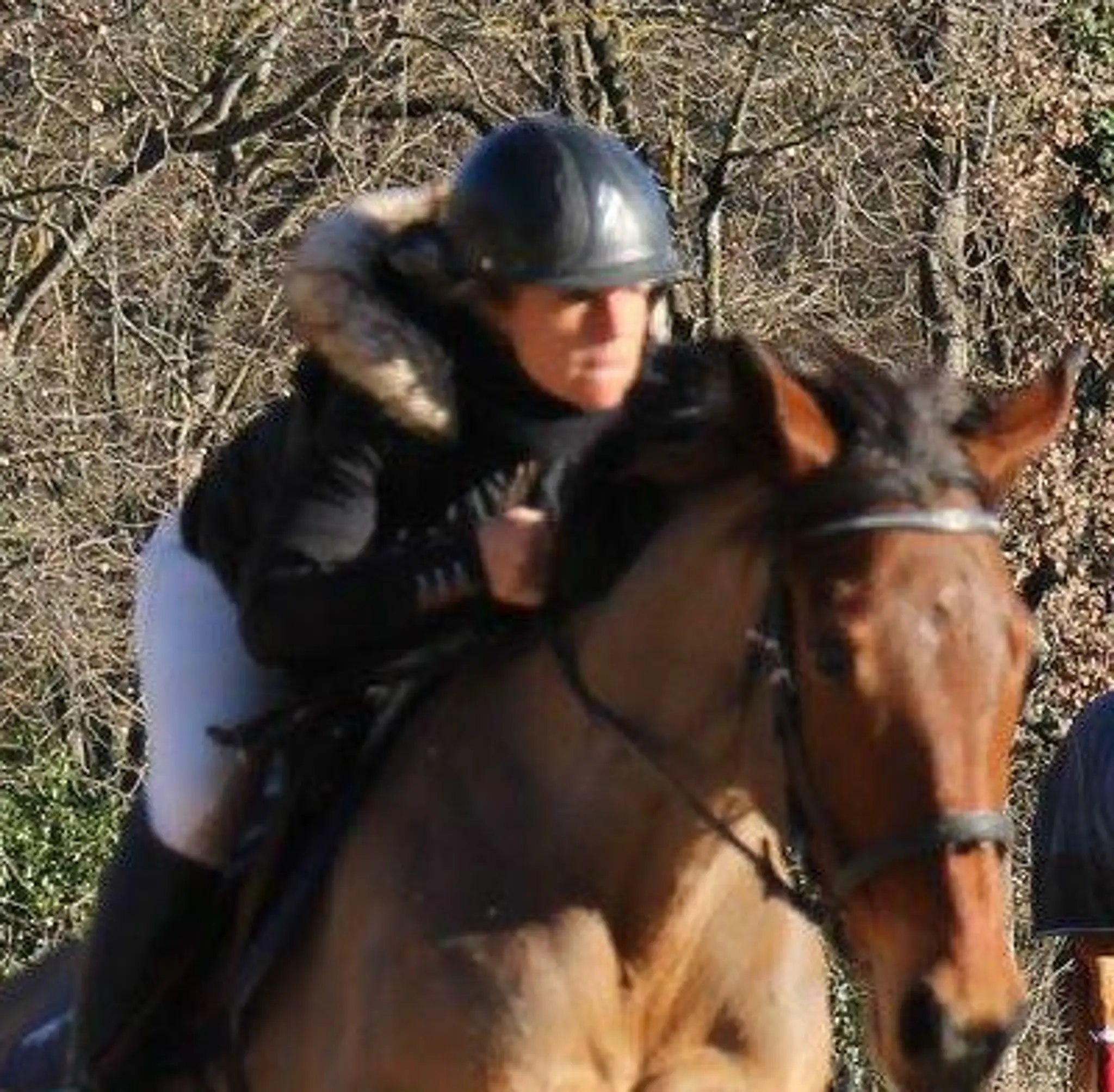 LES CHEVAUX DE ST ESTEVE