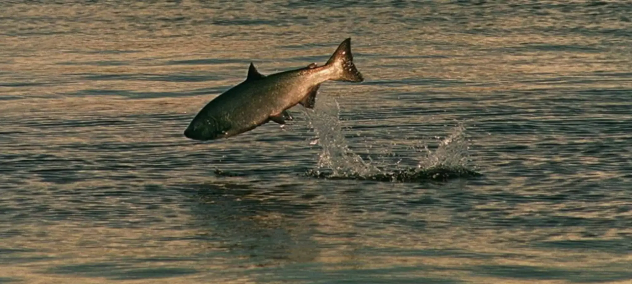 South Vancouver Island Anglers Coalition