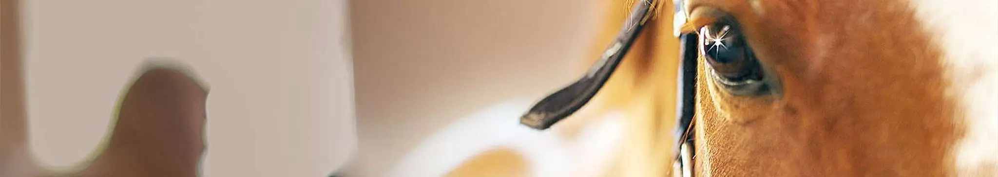 National Stud Du Pin