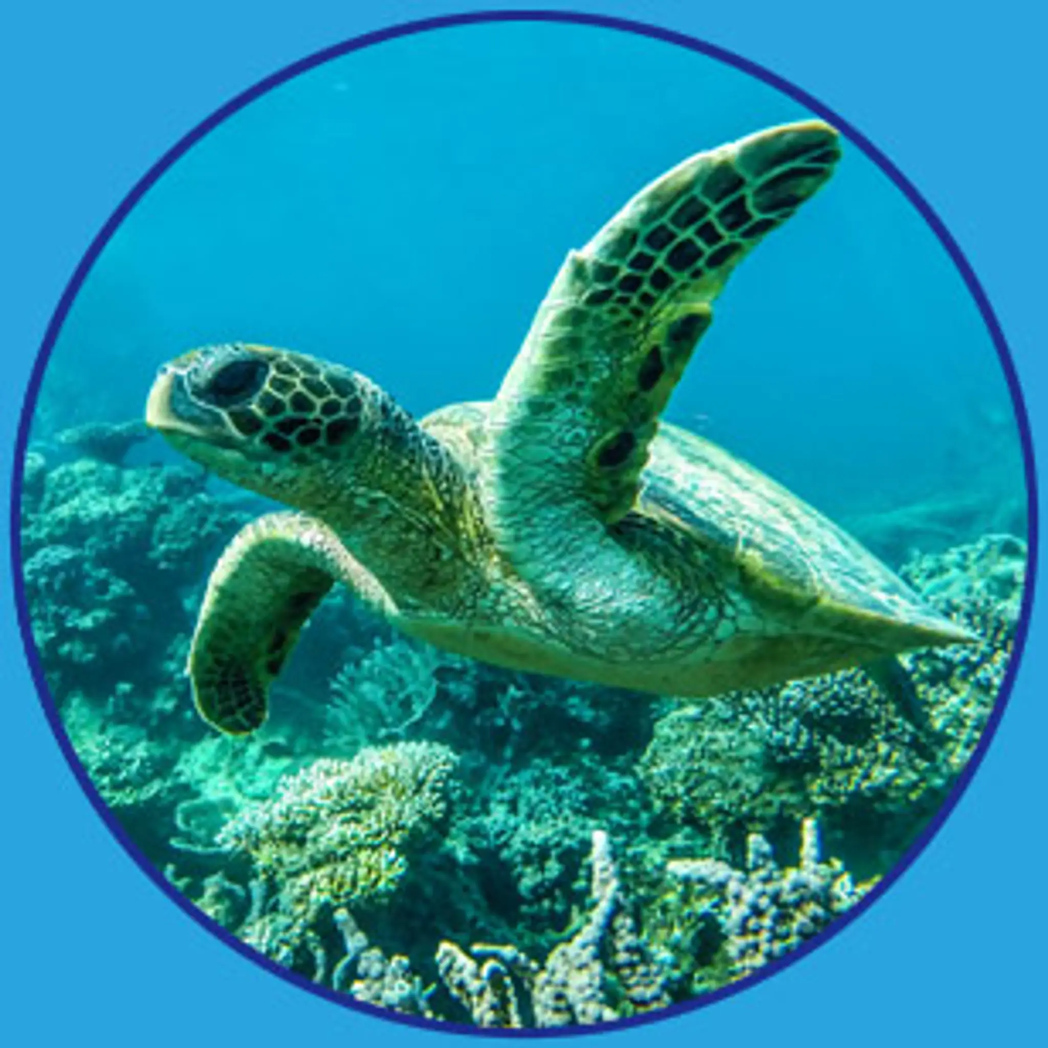 Pilbara Dive and Tours