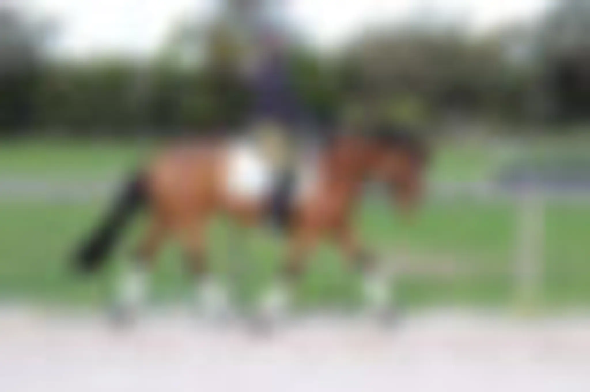 Shory Park Horses