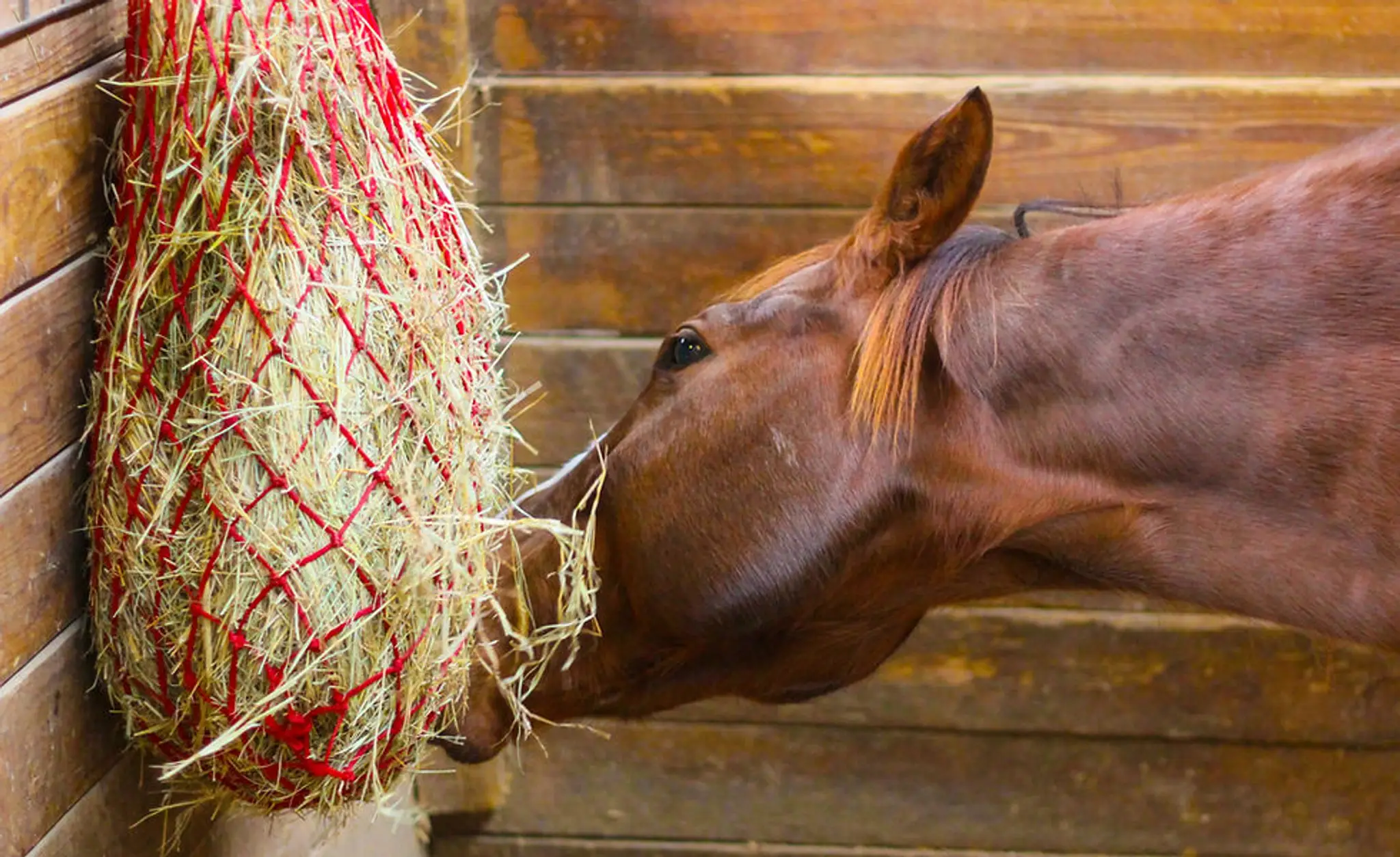 Carousel Stables Ltd