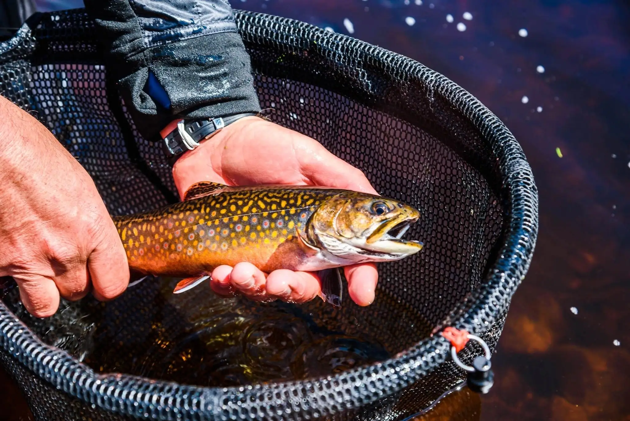 Algonquin Fly Fishing Premium Guide Service