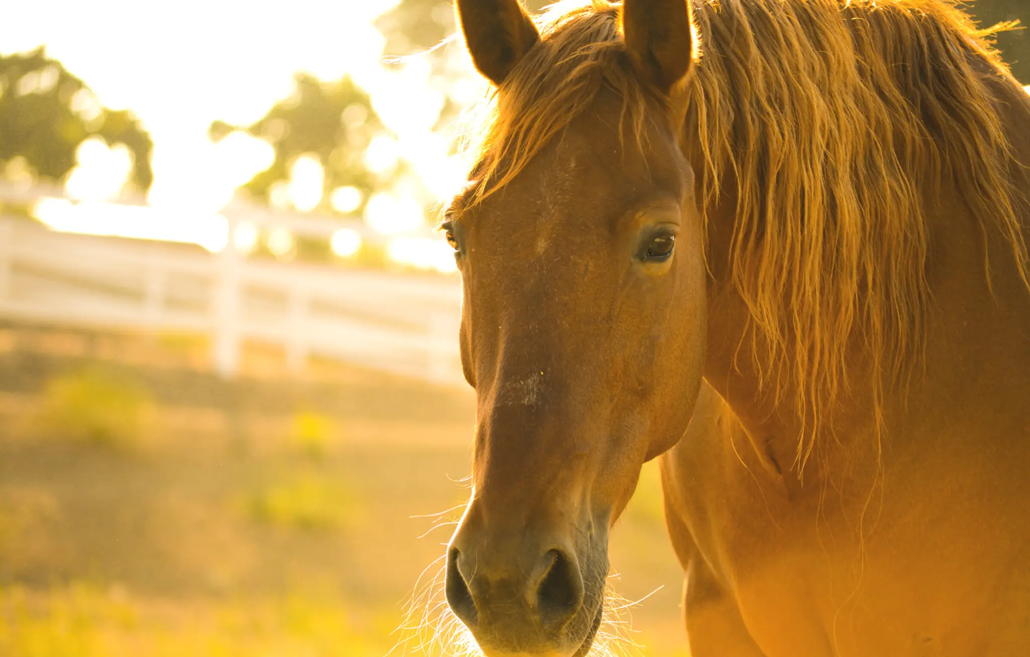 RIDEZ Equestrian Centre and Rescue