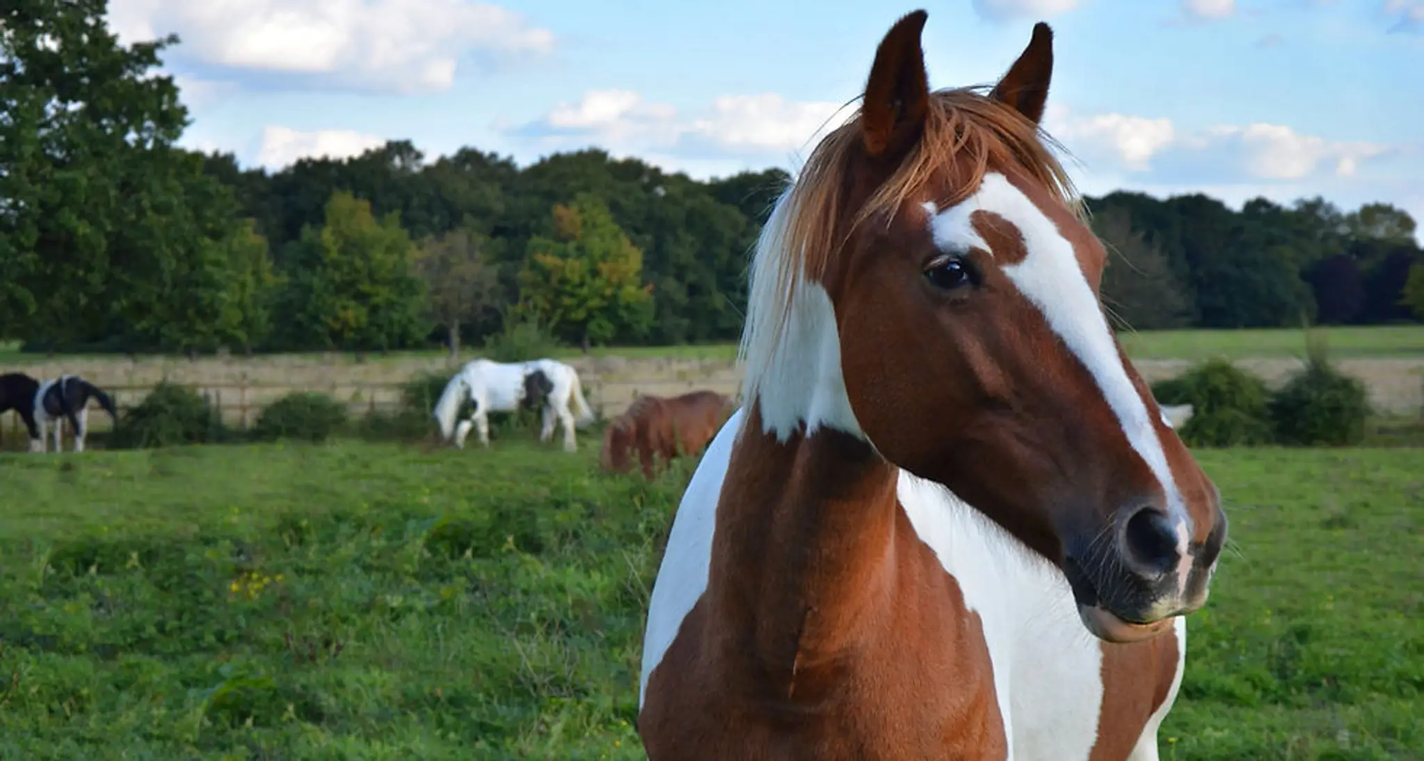 Wythenshawe Park Riding Stables Ltd
