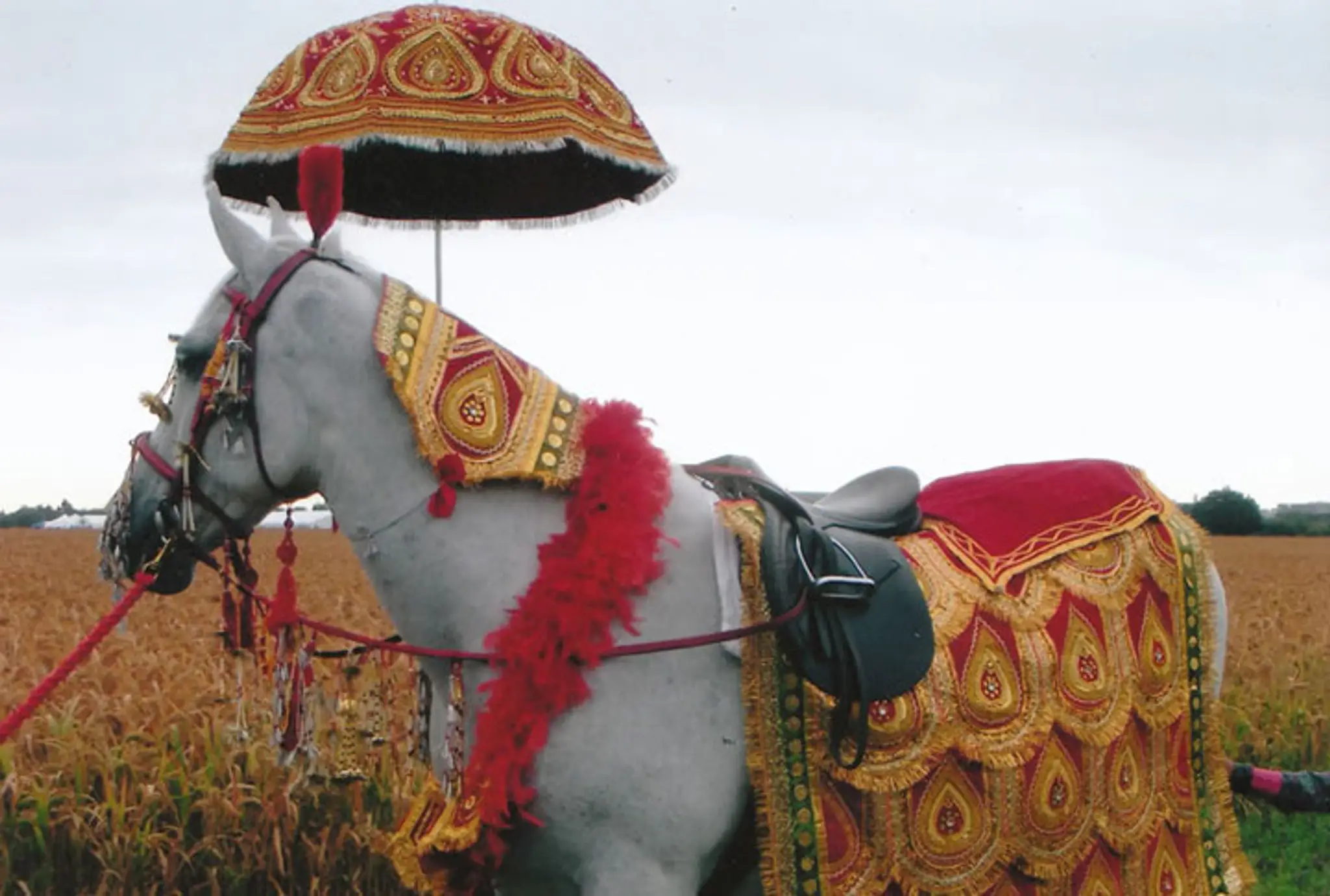 Filming and TV Horses