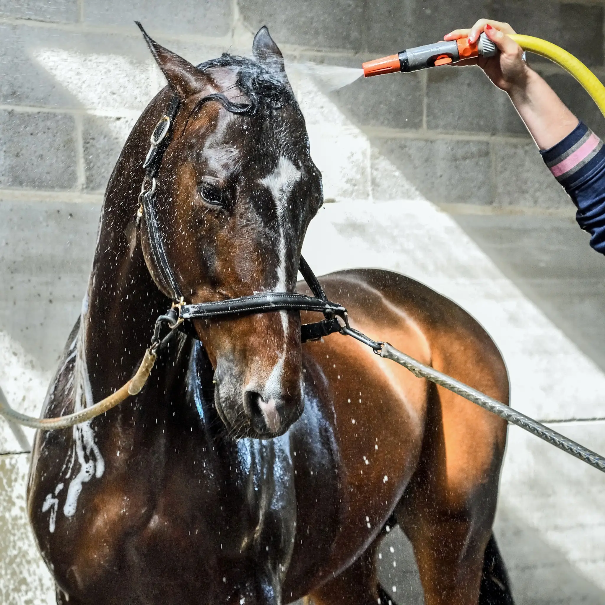 Écurie Montiselle'horse