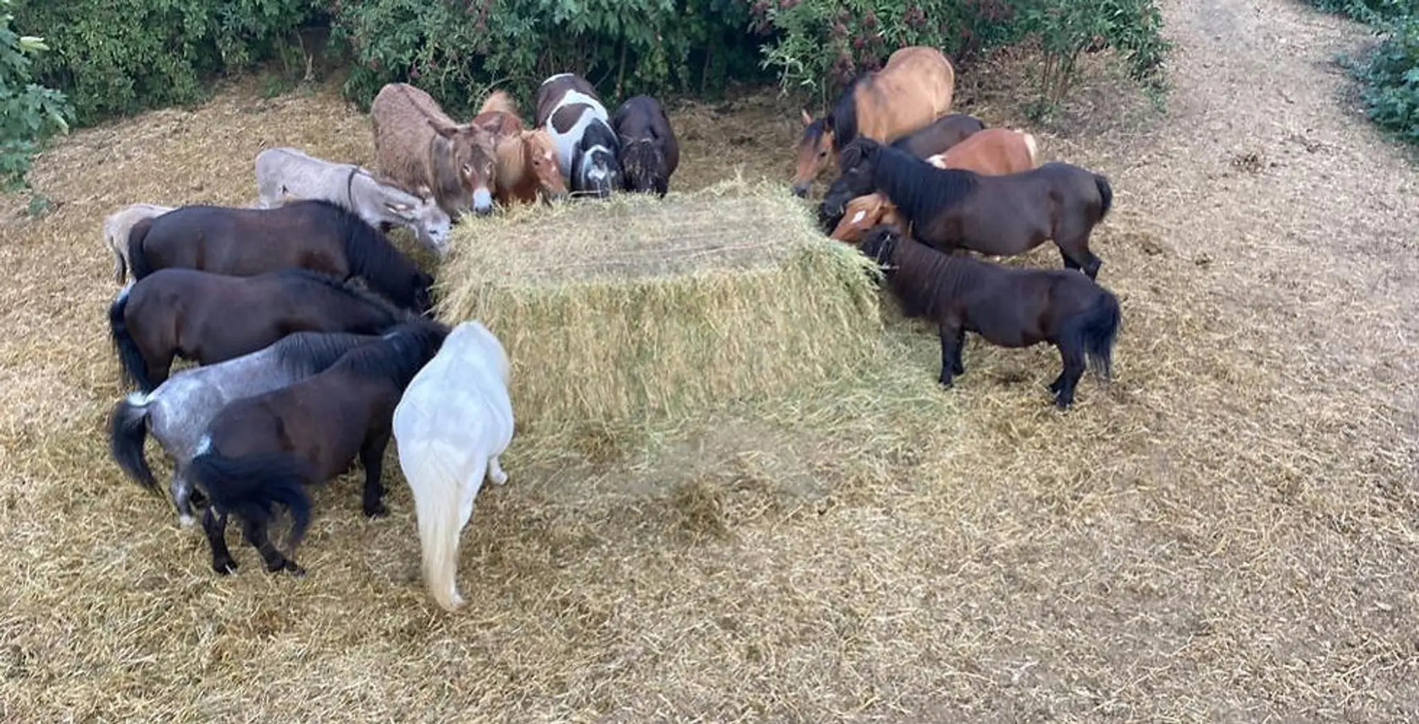 Academy Art Equestre