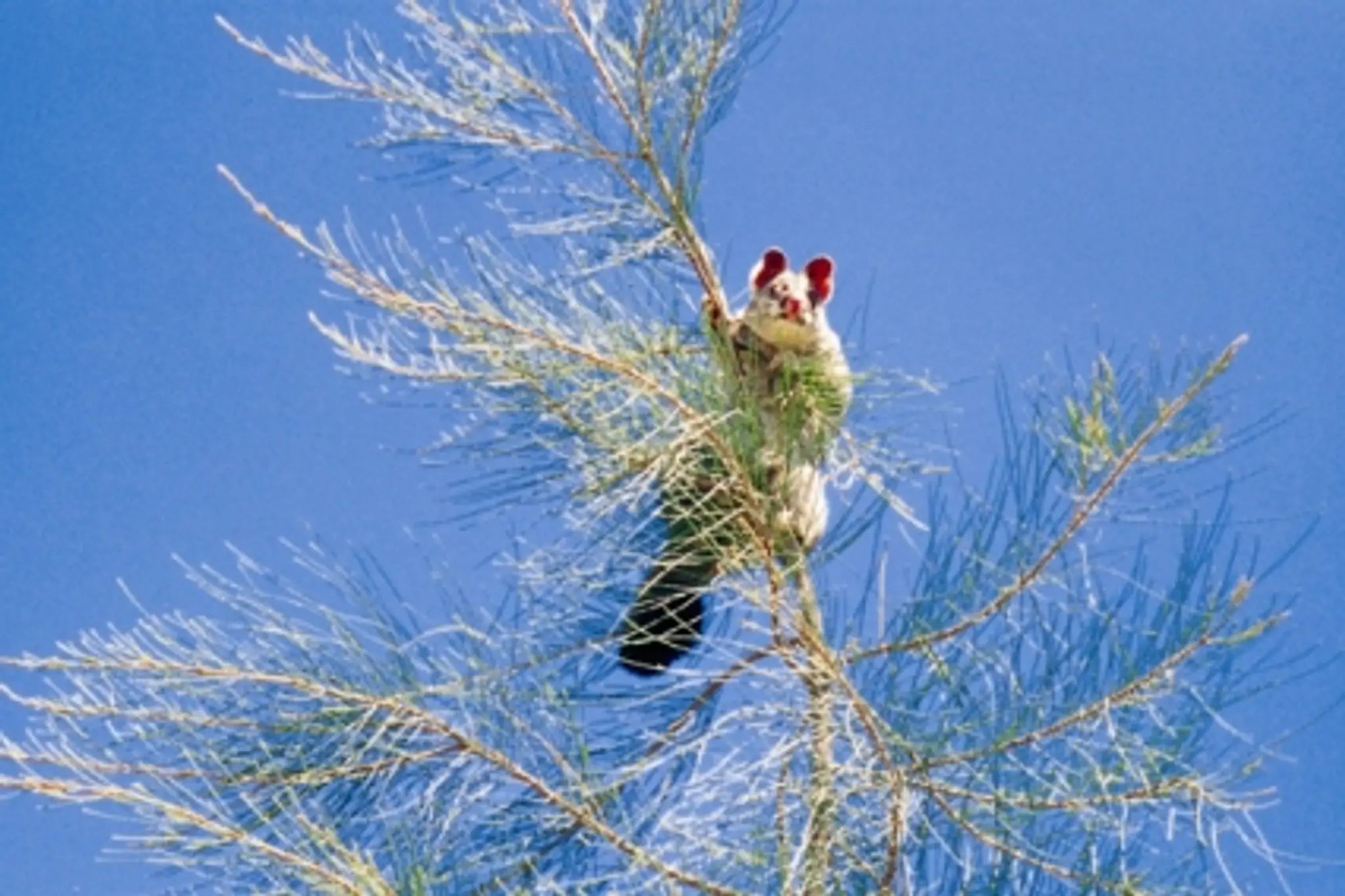 Semaphore Skate Park