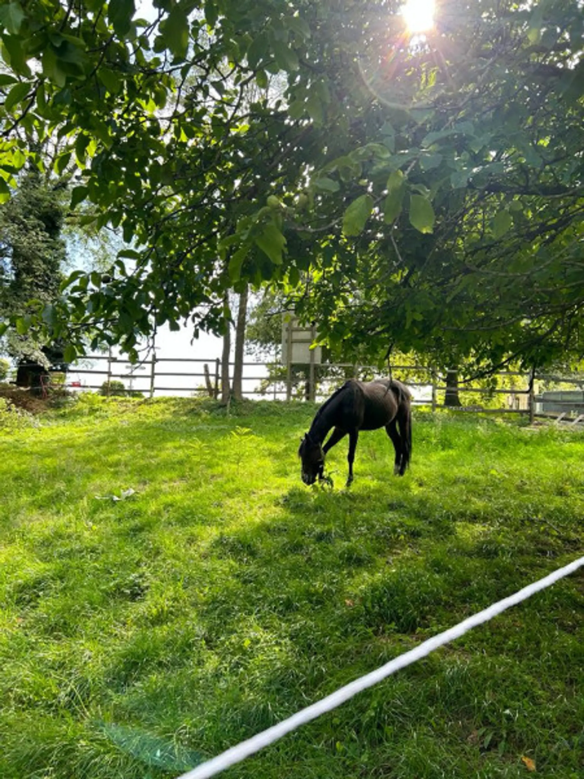 ADHUC FIDELIS LE GALOP