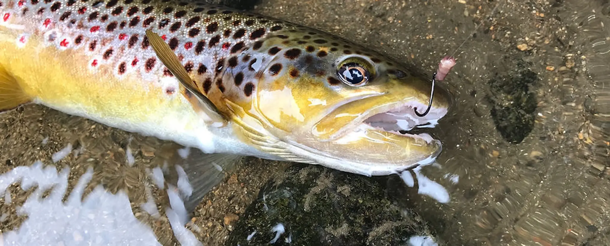 Asso Pêche La Fertoise (61)