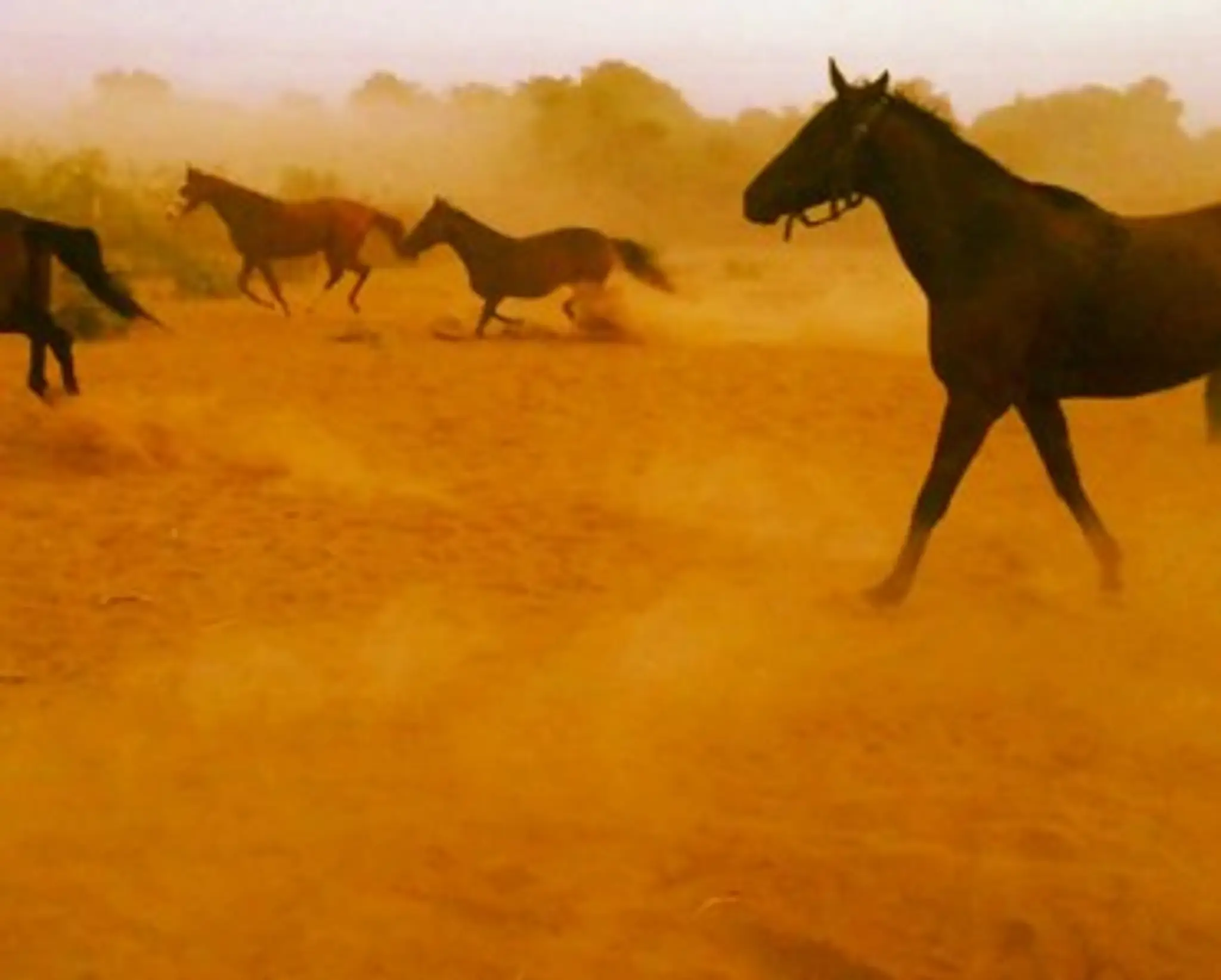 Horse Whisperers Ranch