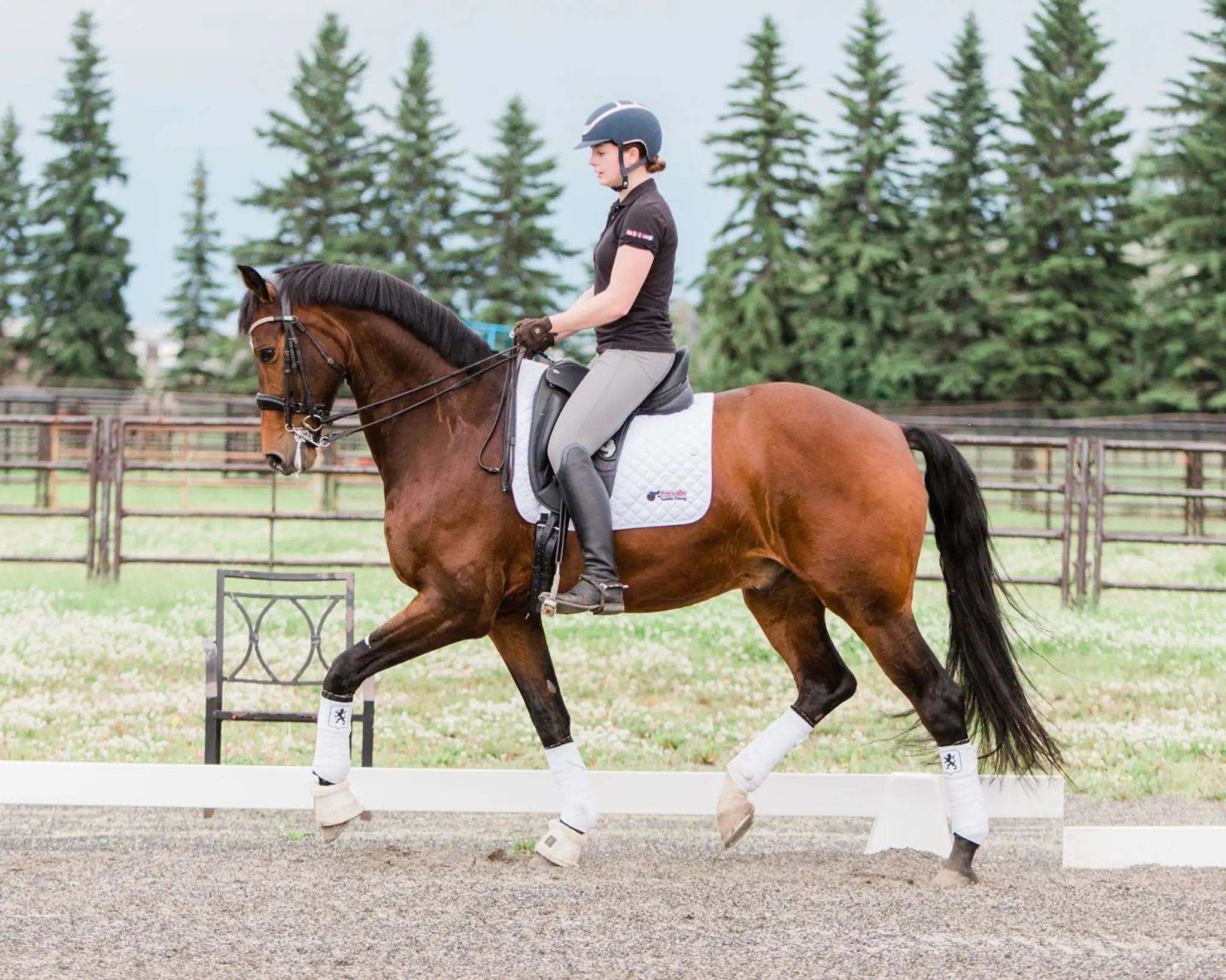 Dressage studio inc