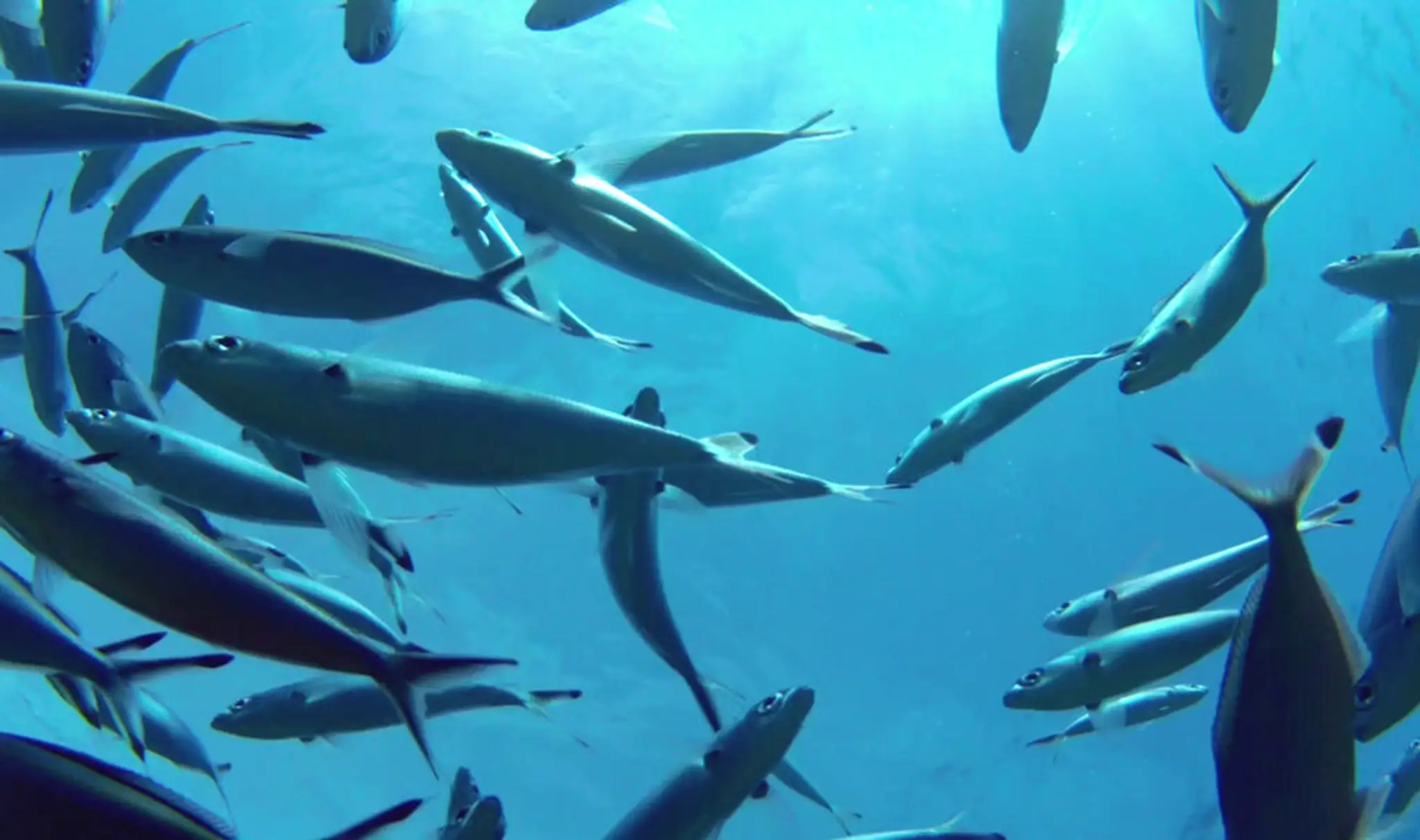 Weymouth & Portland Sub Aqua Club