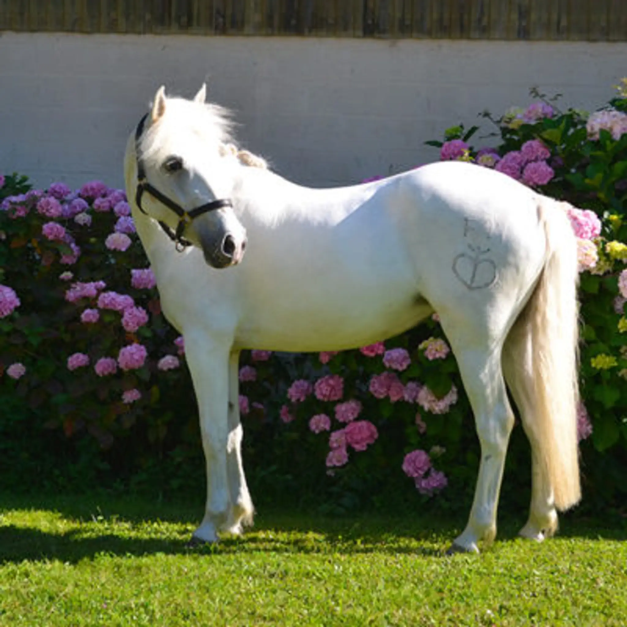 Bordeaux Cheval Club - Equestrian Center & Pony Club