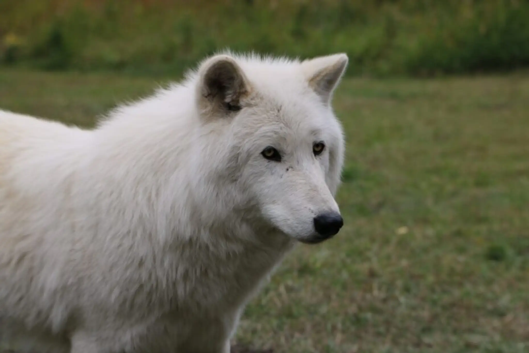 Wolvercote Cricket Club