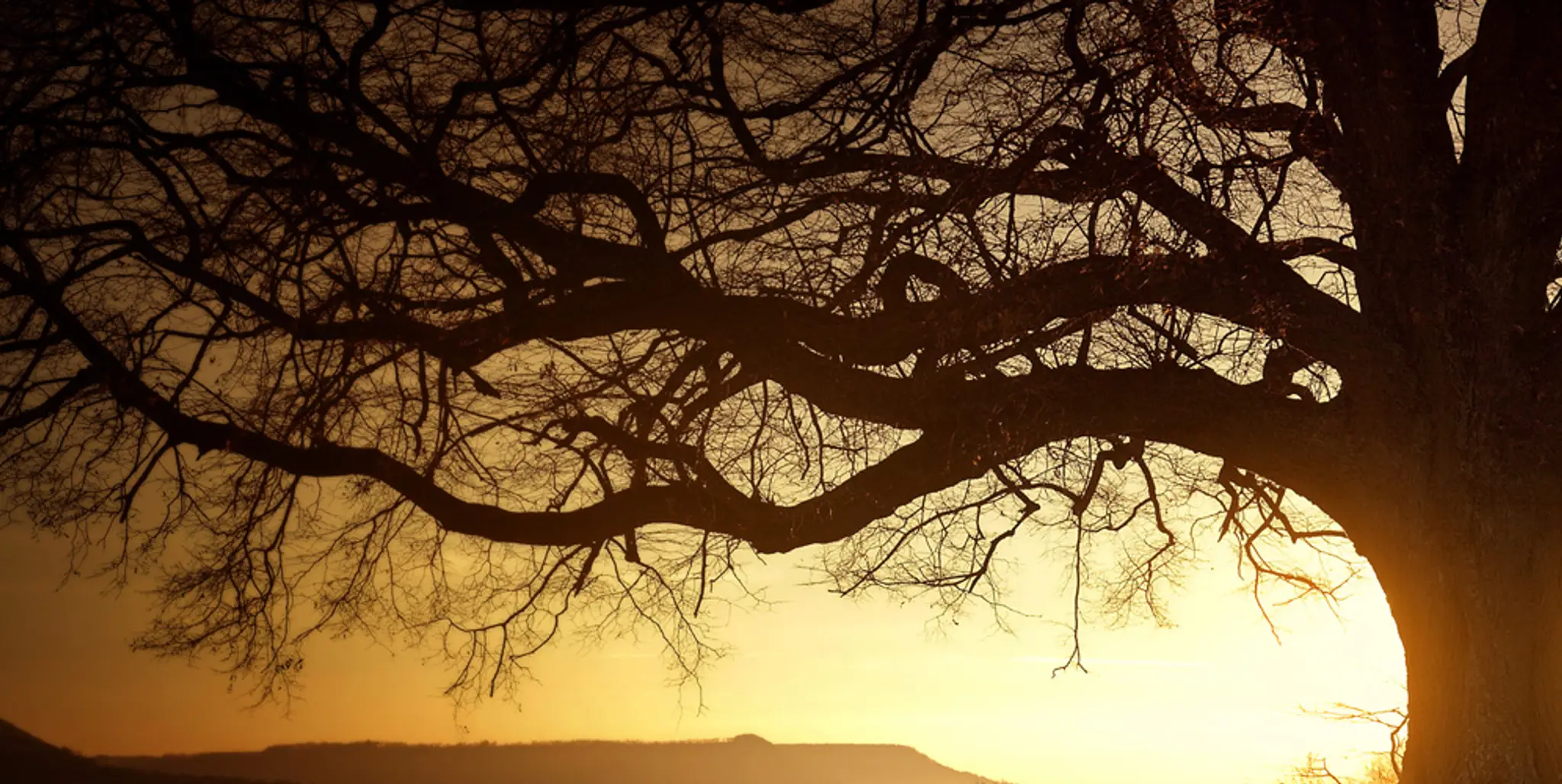 Chow Gar Tong Long Kung Fu