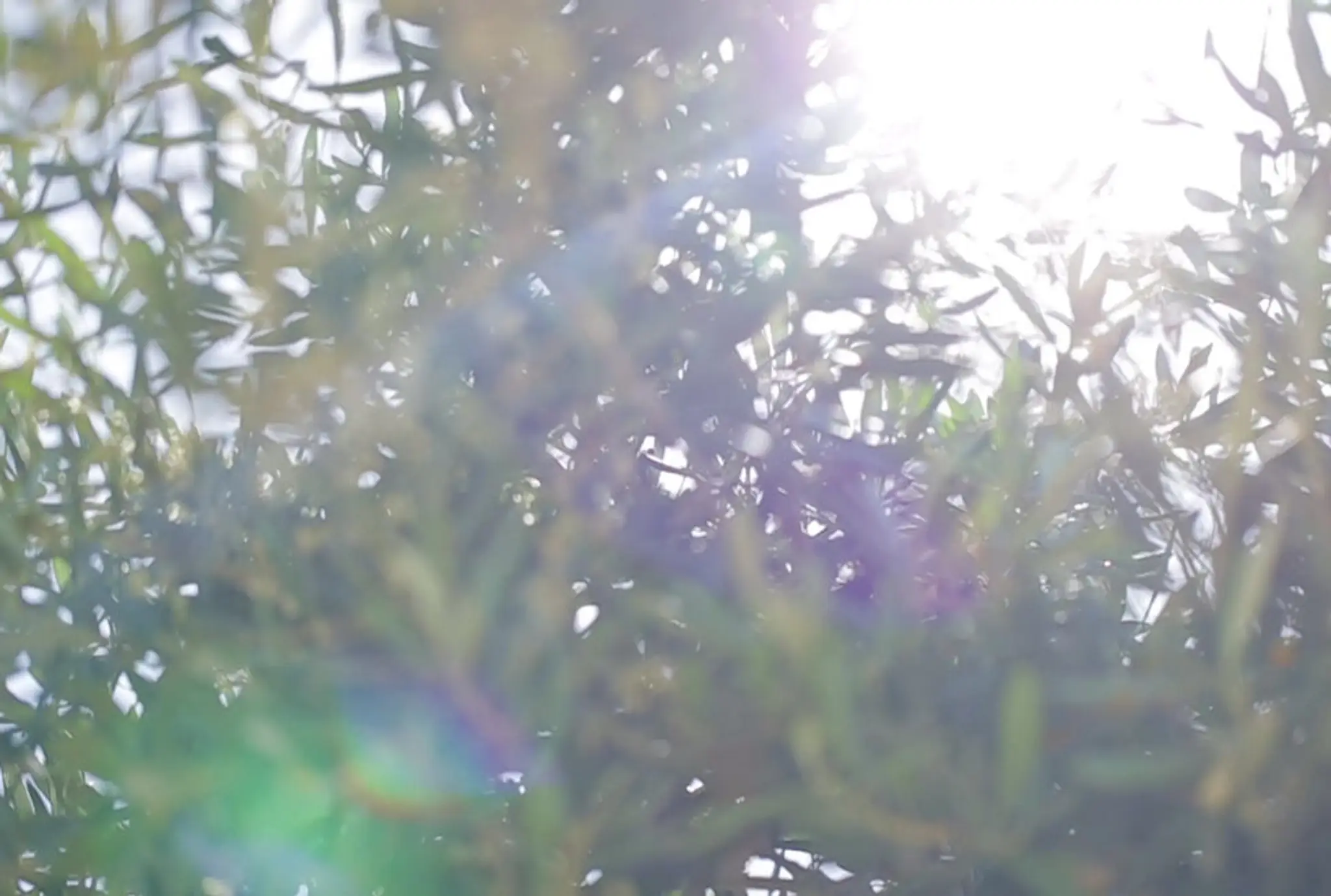 Vivienne Lee Fitness