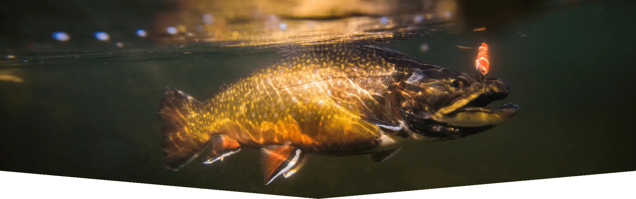 Pourvoirie Club Lac des Baies