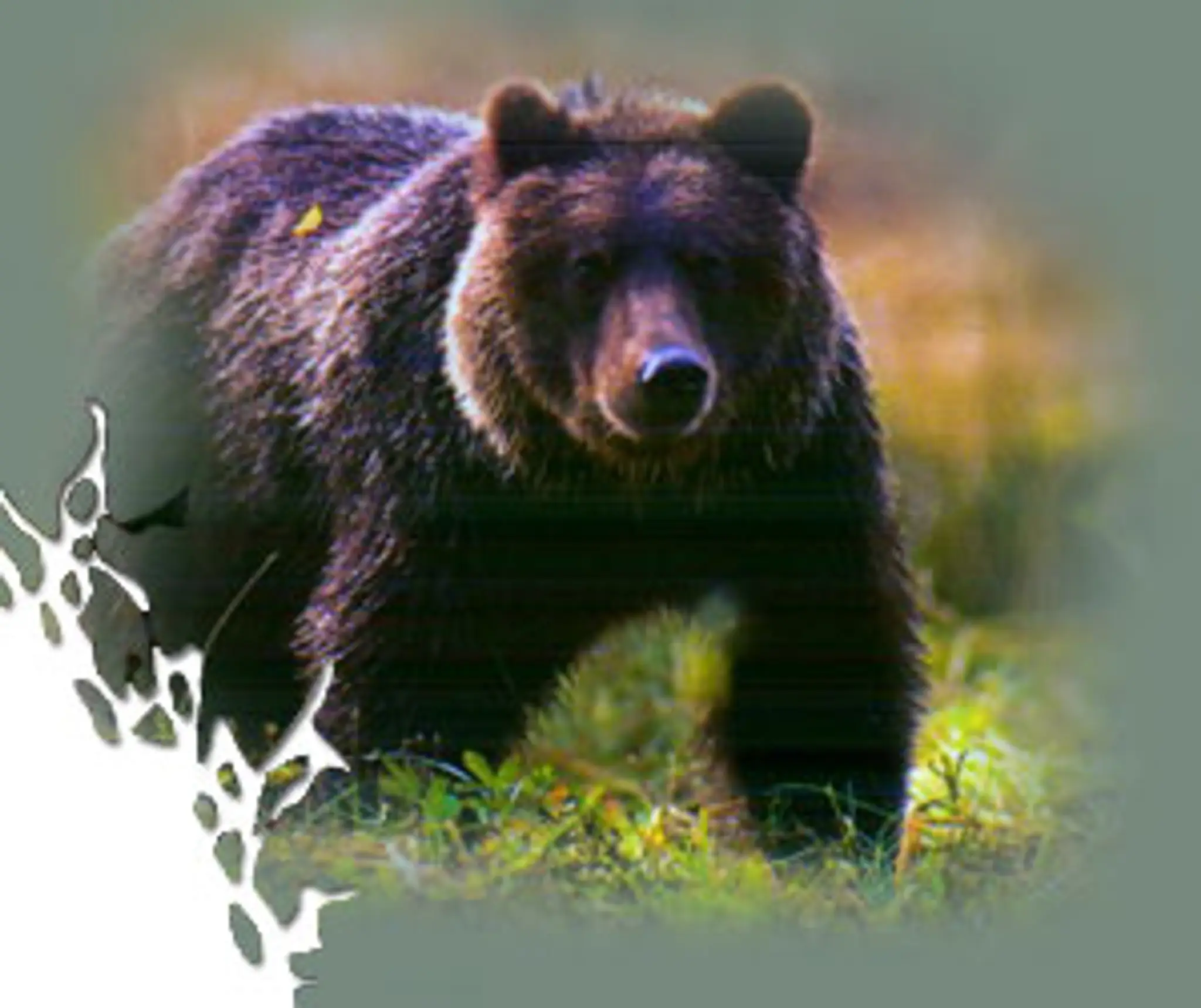 Wildlife Charters Coastal Adventures