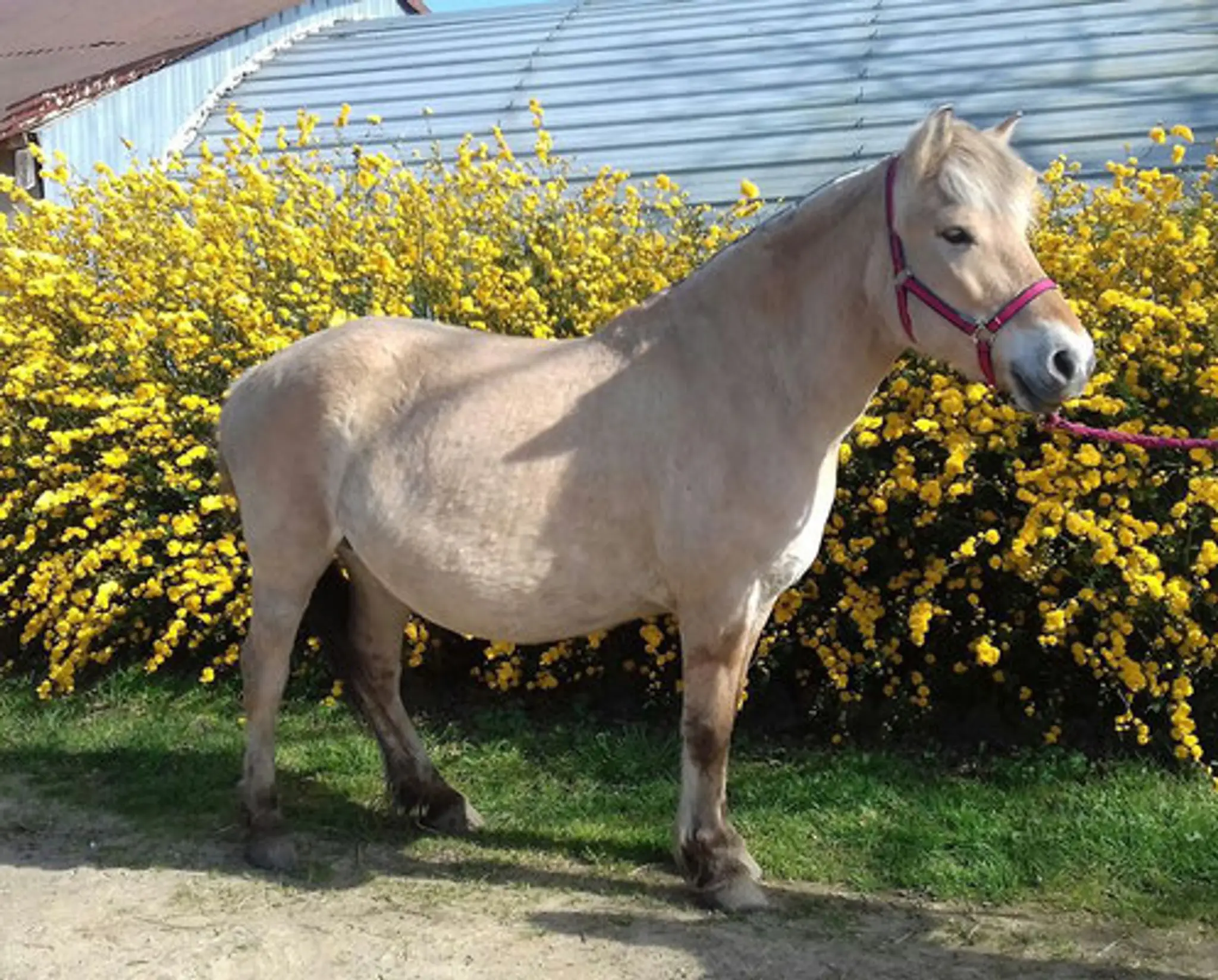 Stud D'auvine