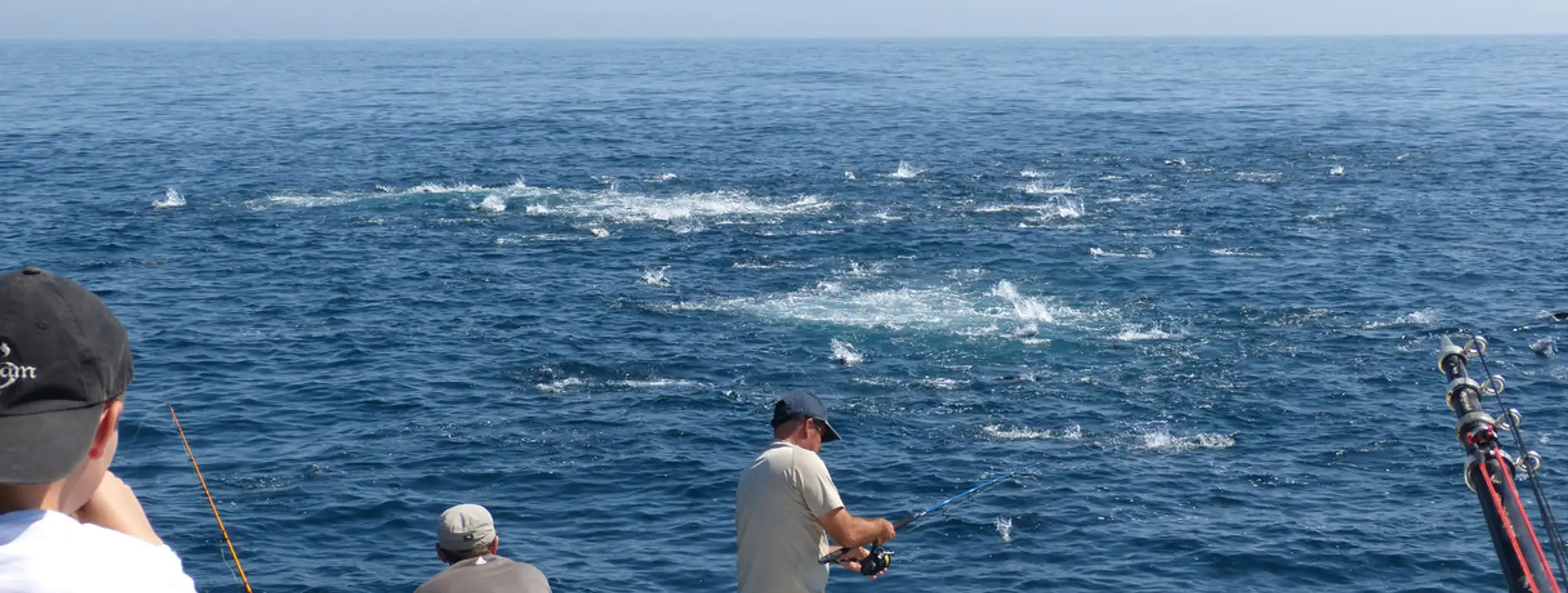BLUEFIN TUNA