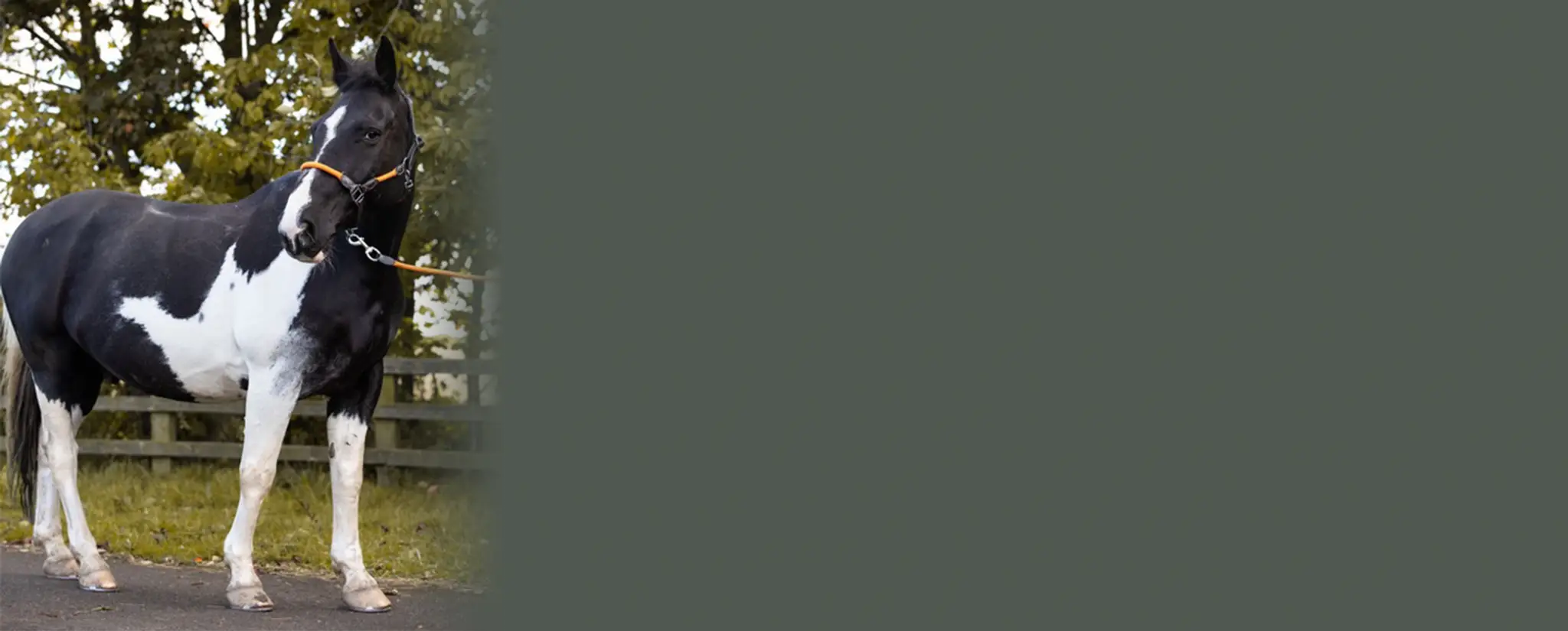 Washington Riding Centre