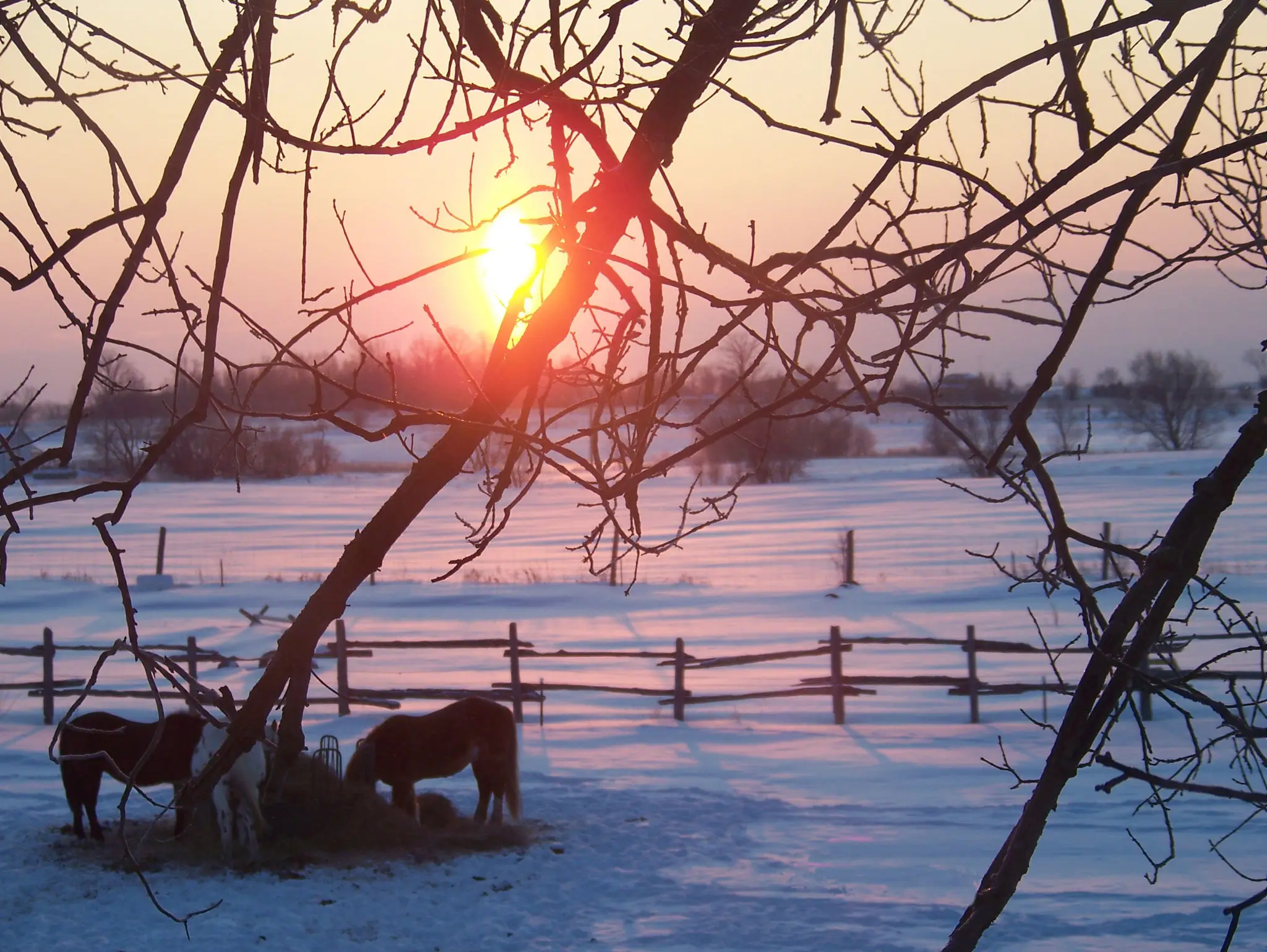 Caledon Equestrian School