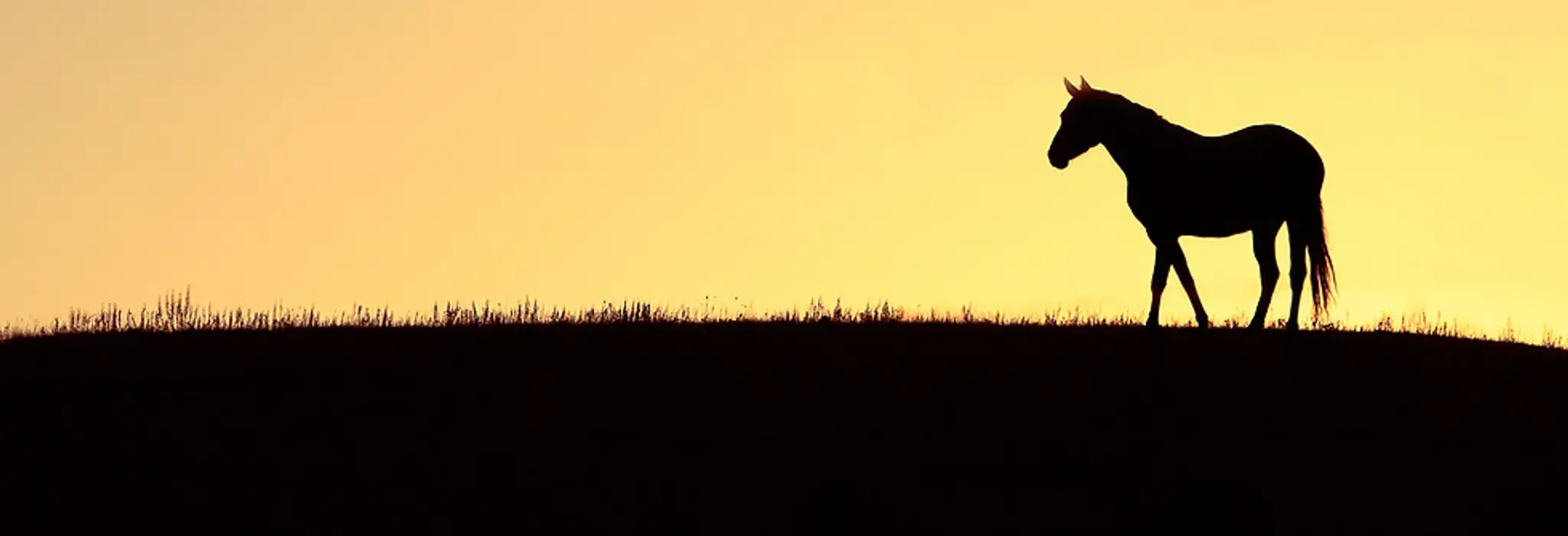 North Shore Riding Club
