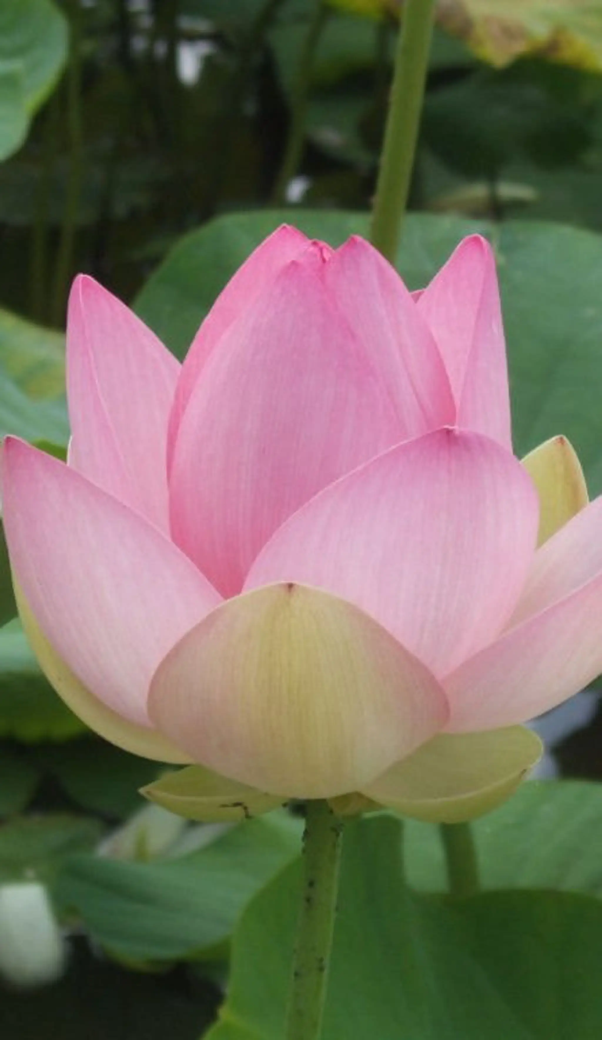 Meditation Pleine Conscience, Grenoble