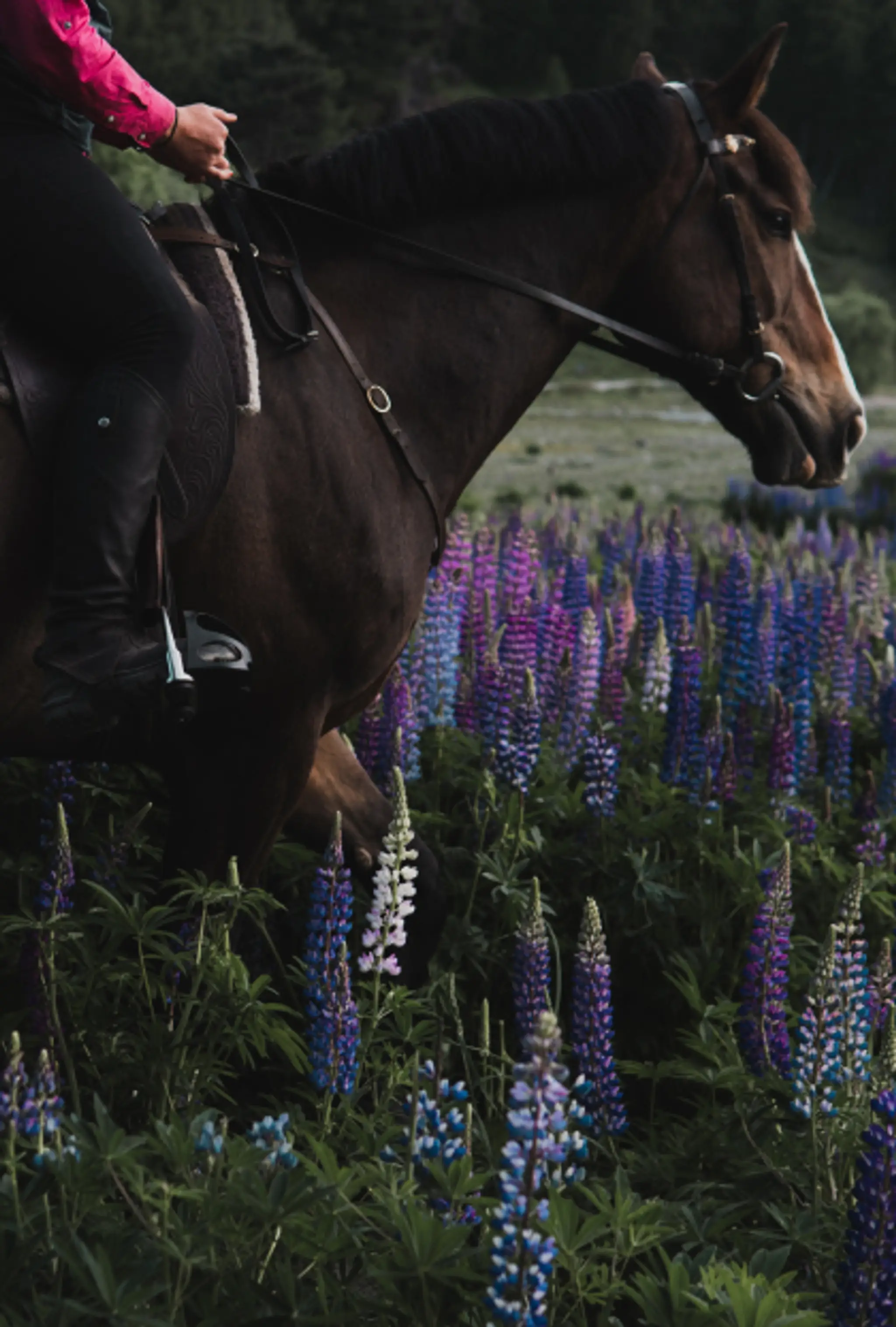 The Cairns Golf Course - Lake Tekapo