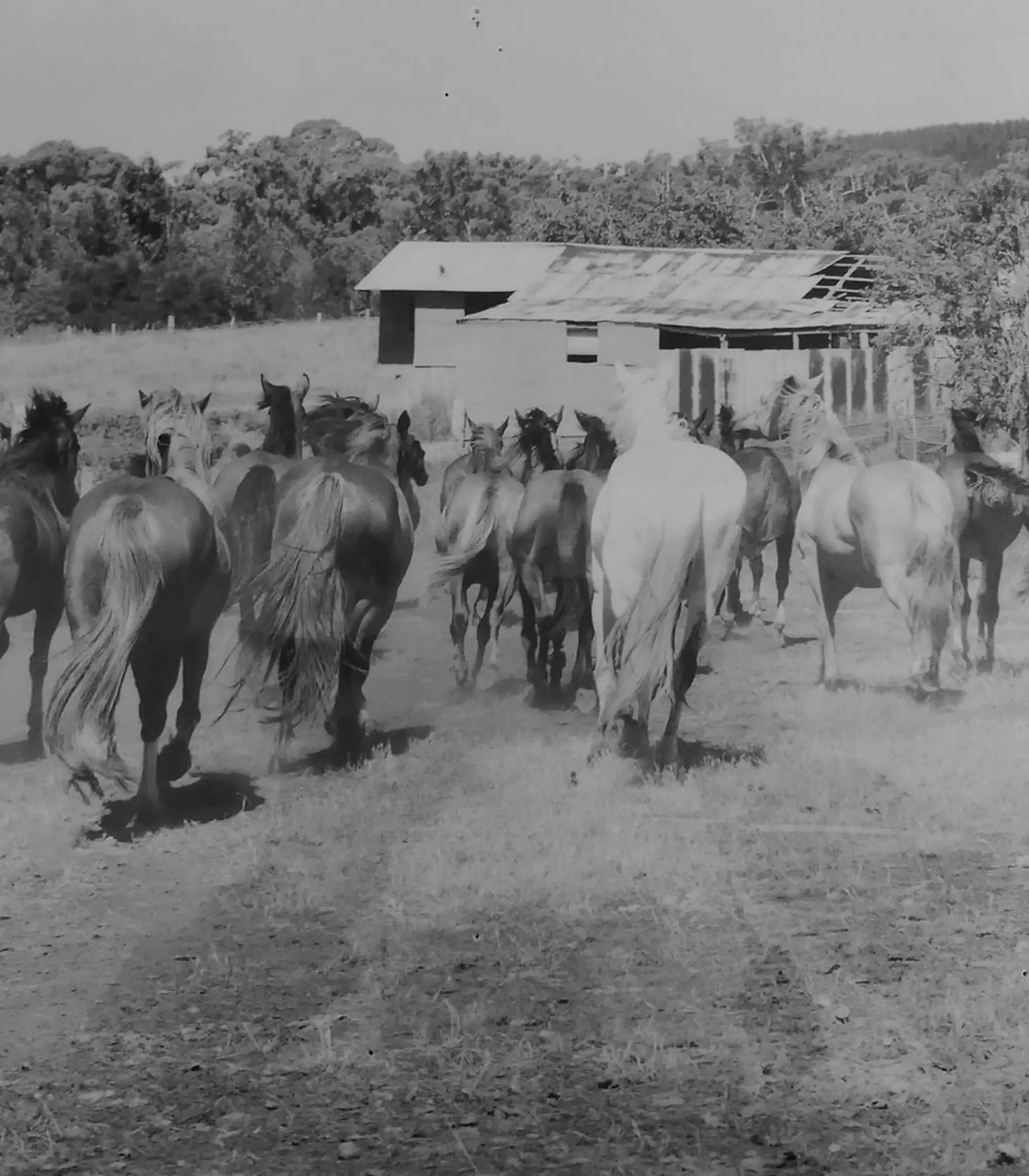 Boomerang Horse Riding