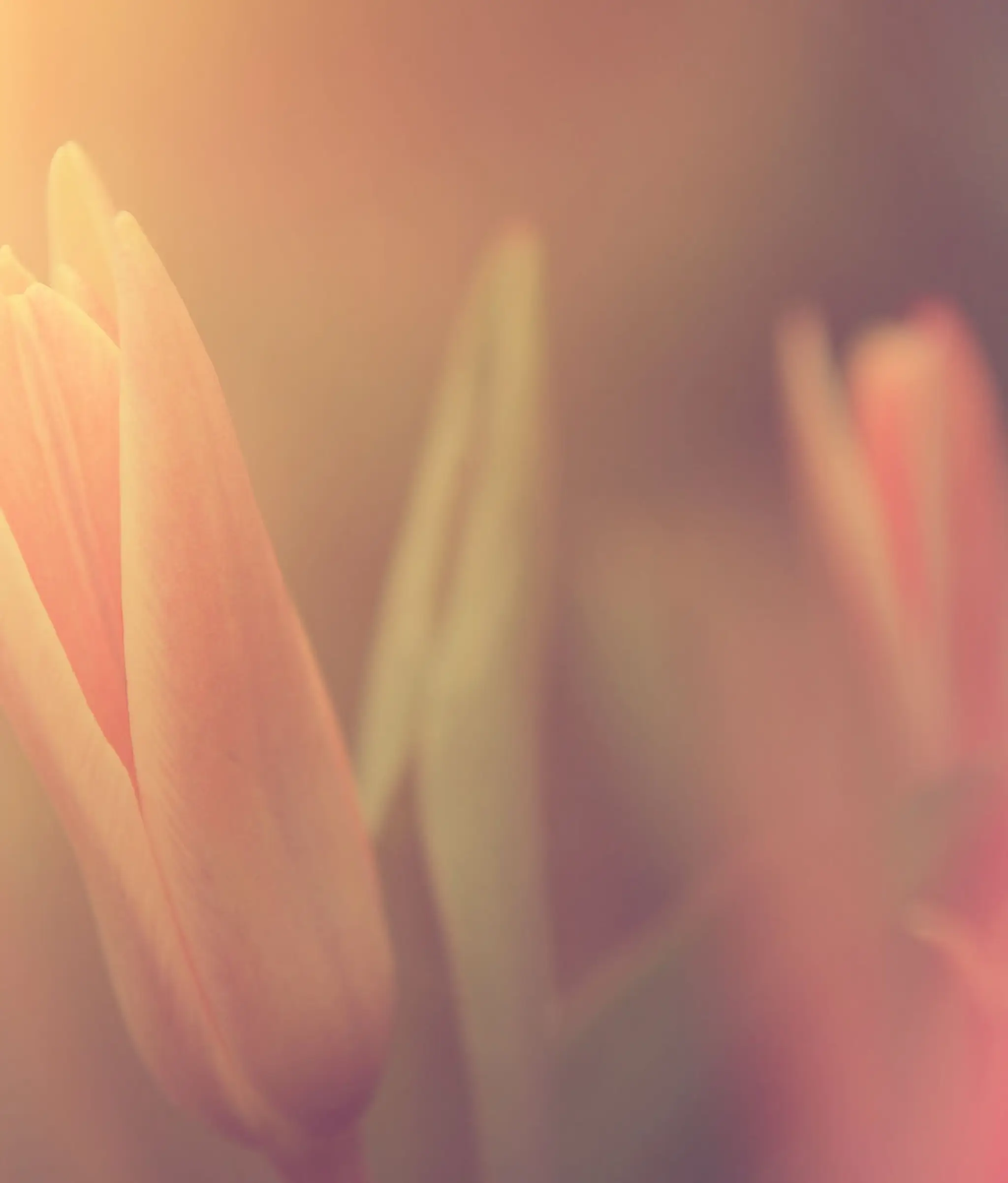 StyleFit - Ladies Fitness center cum Multi Gym at Singur