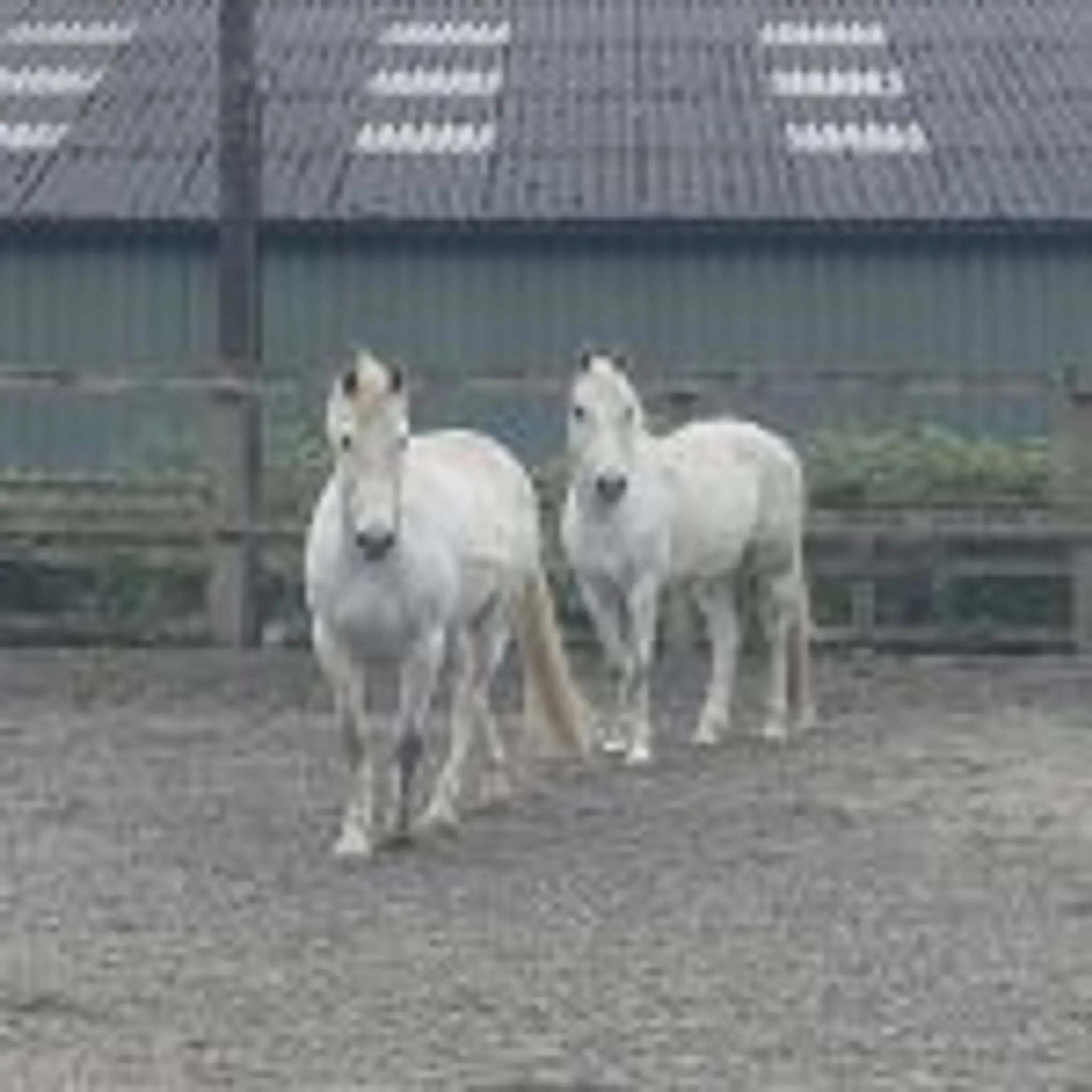 Penniwells Riding For Disabled Centre