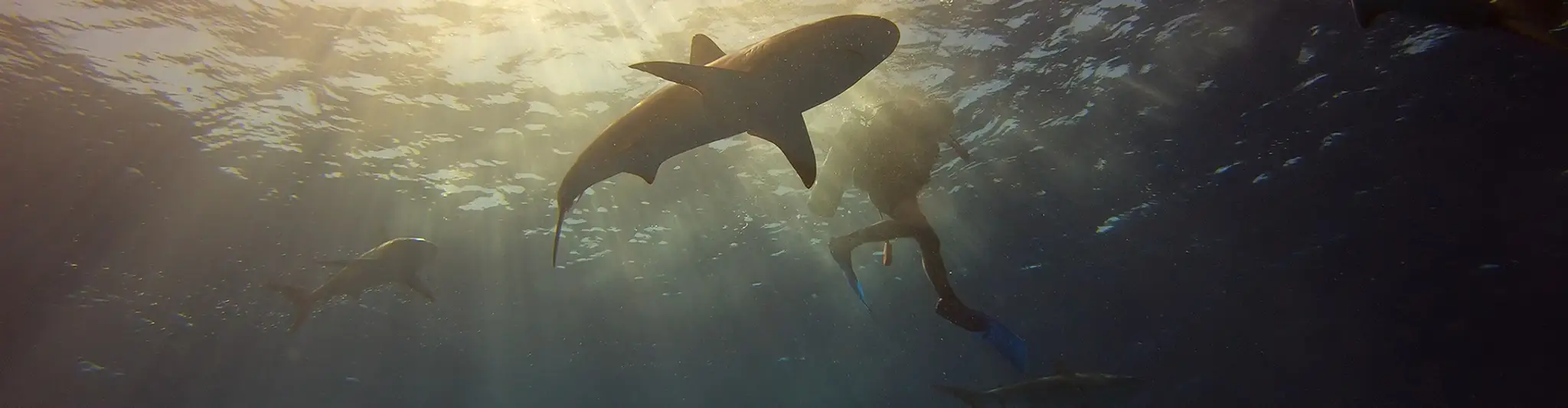 AquaSub Scuba Diving Centre