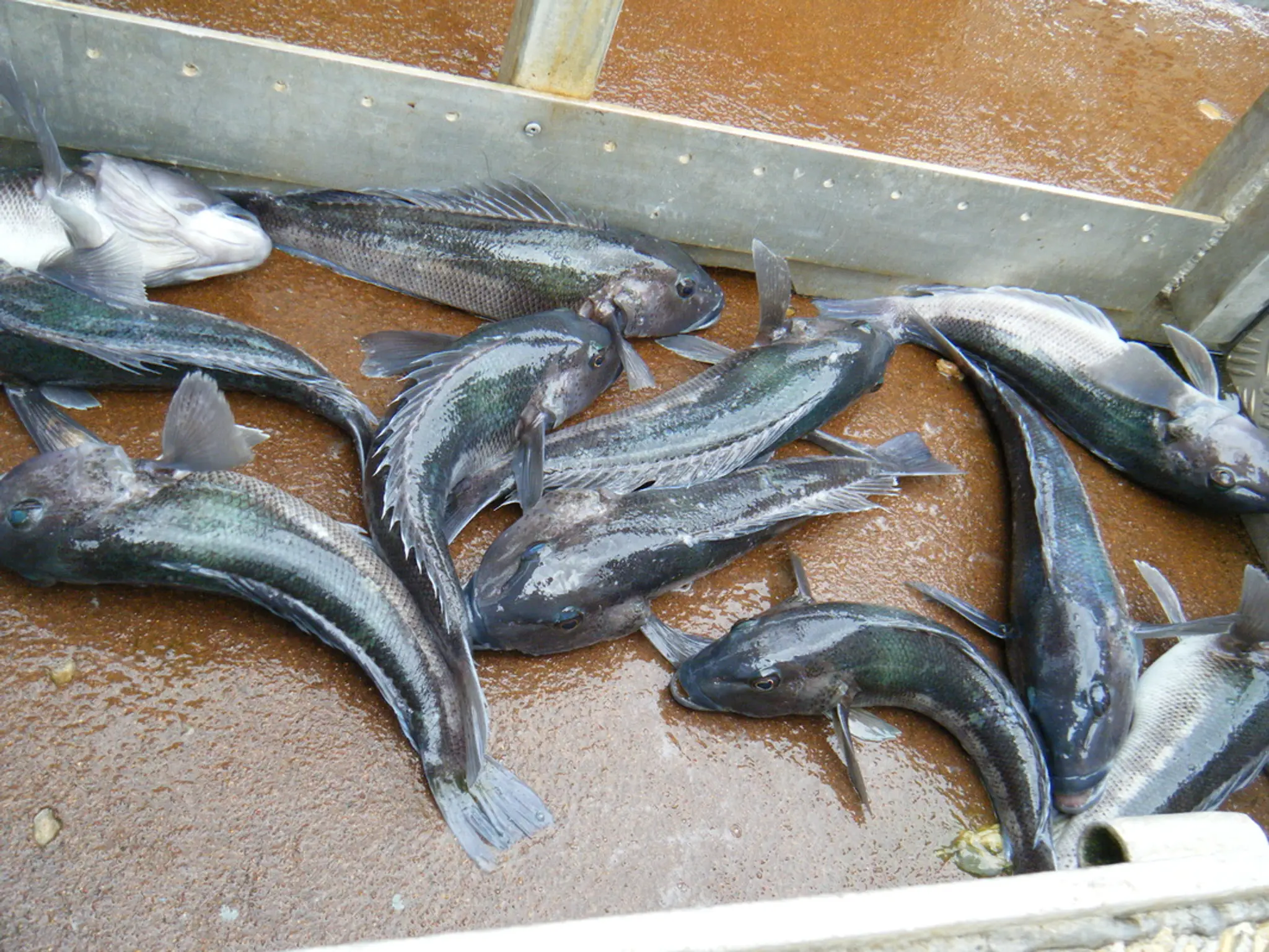 Tequila Fishing and Bird Watching Charters