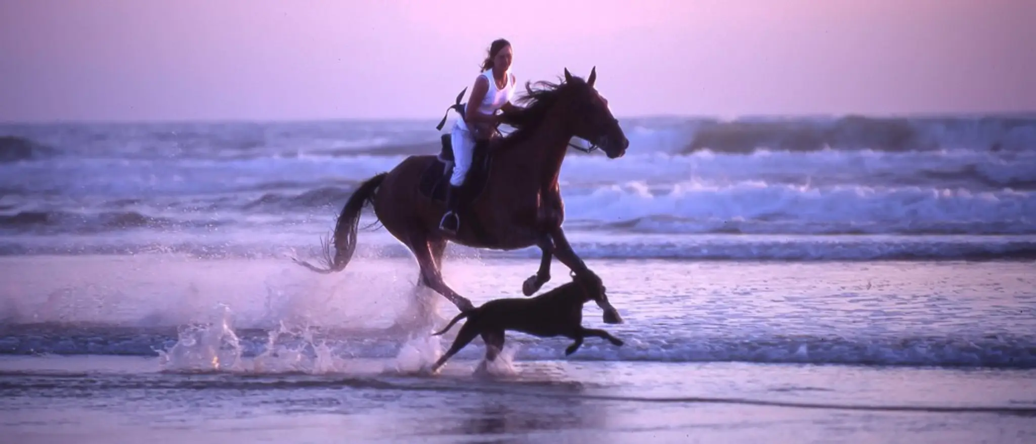 Equestrian Center Lous Chivaus