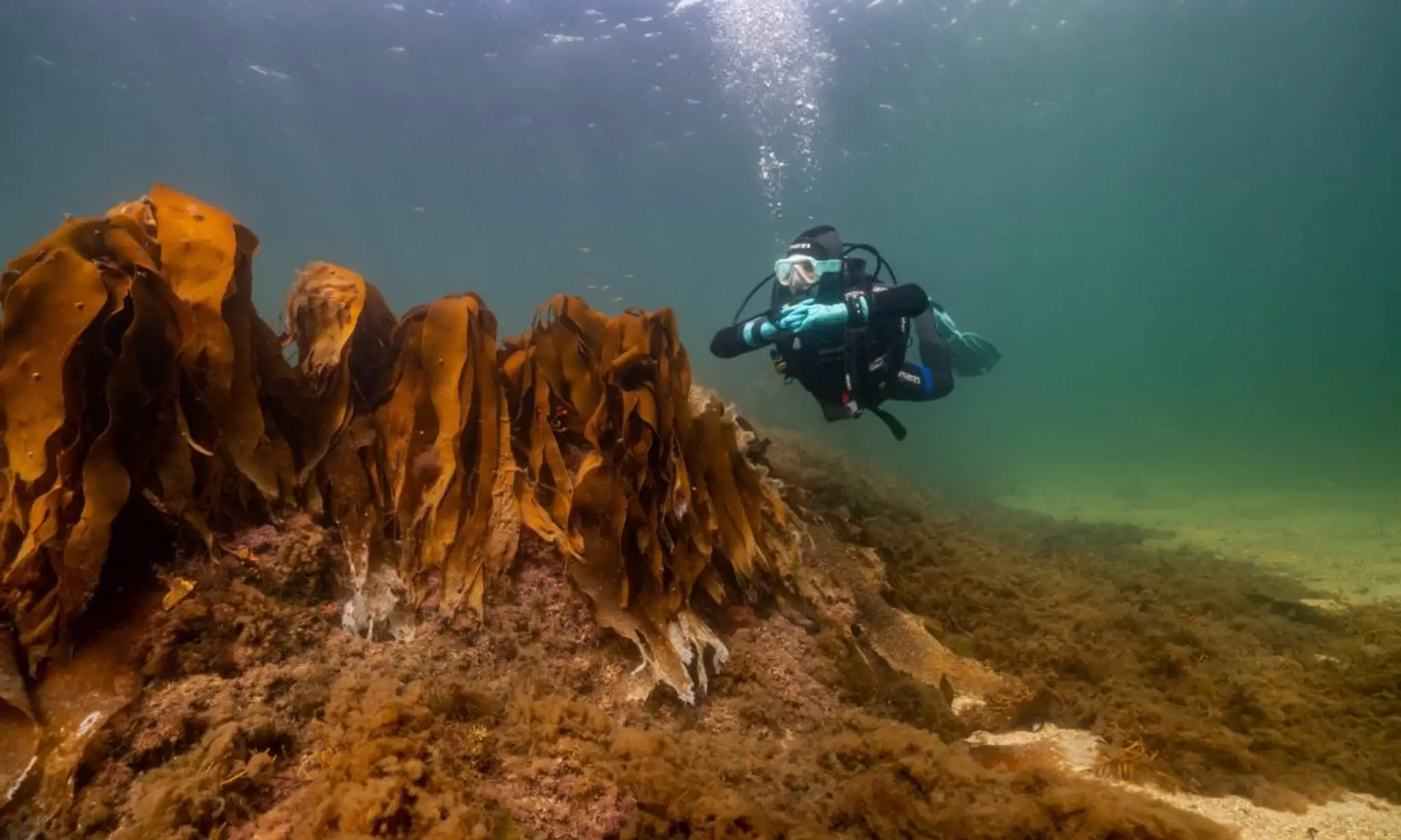 Atlantic Scuba Adventures