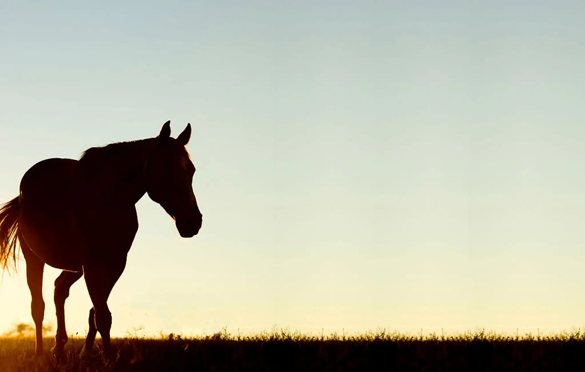 Gee Up Equine Laundry