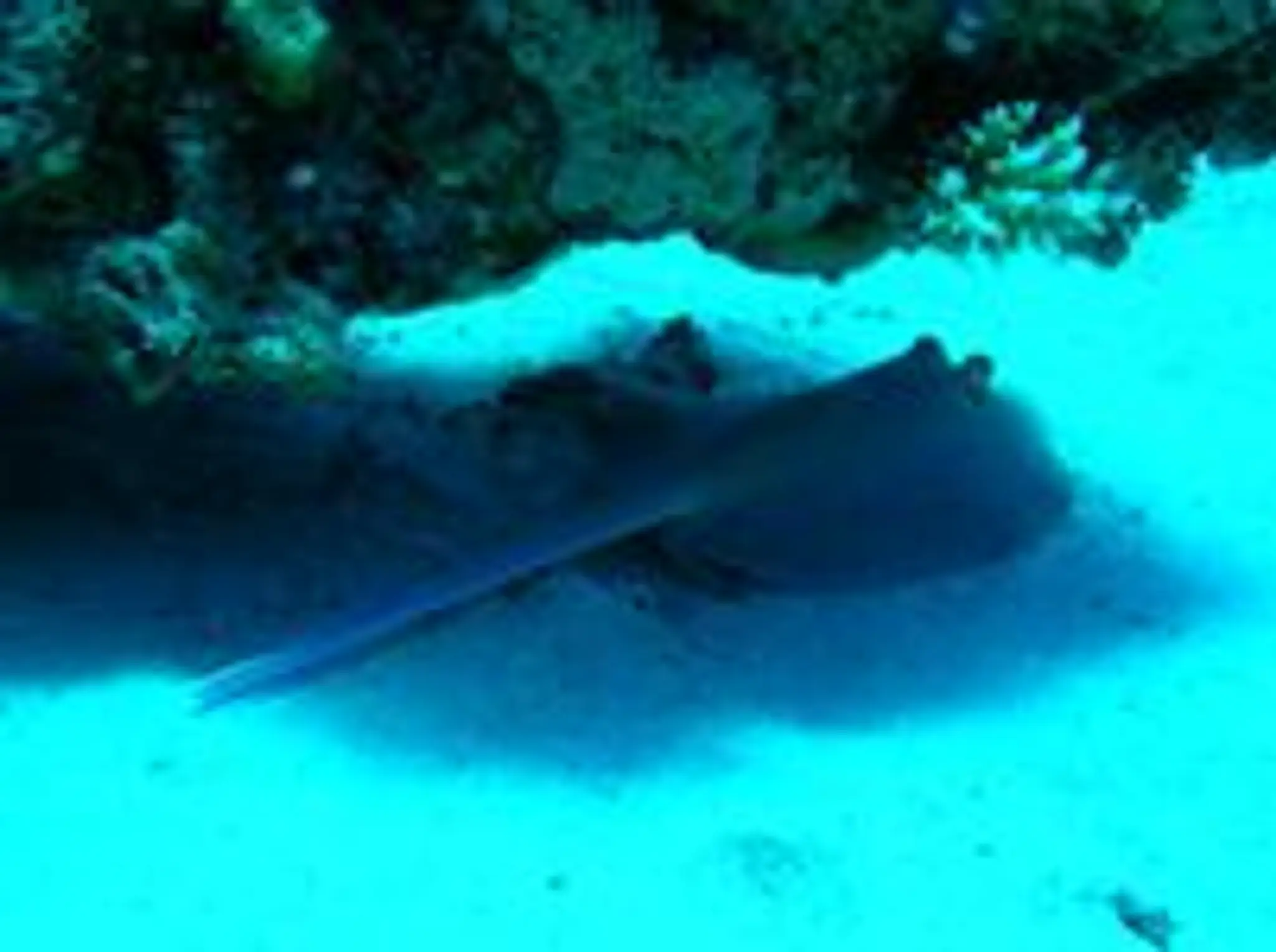 Tiverton Sub Aqua Club