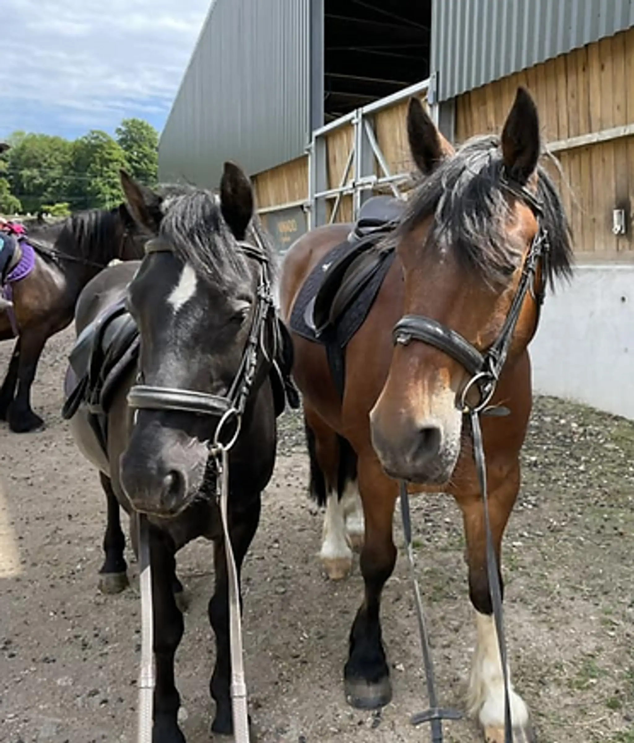 Inadown Farm Livery Stables