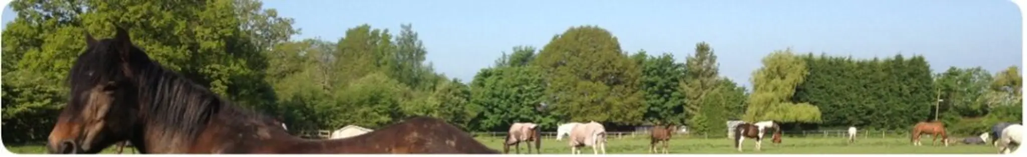 Truemans Heath Riding School