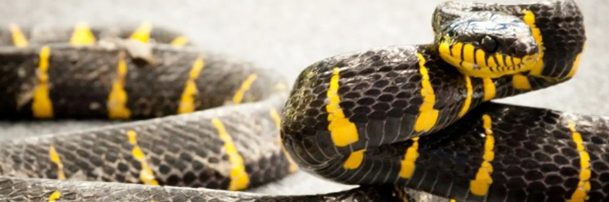 Caboolture Netball Association