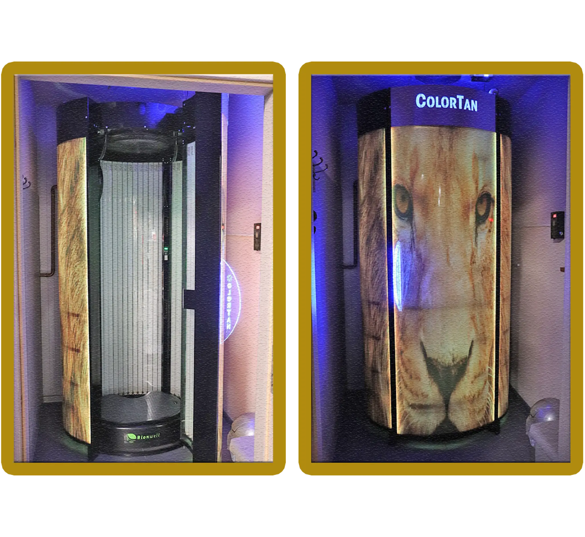 Crocuta Gym