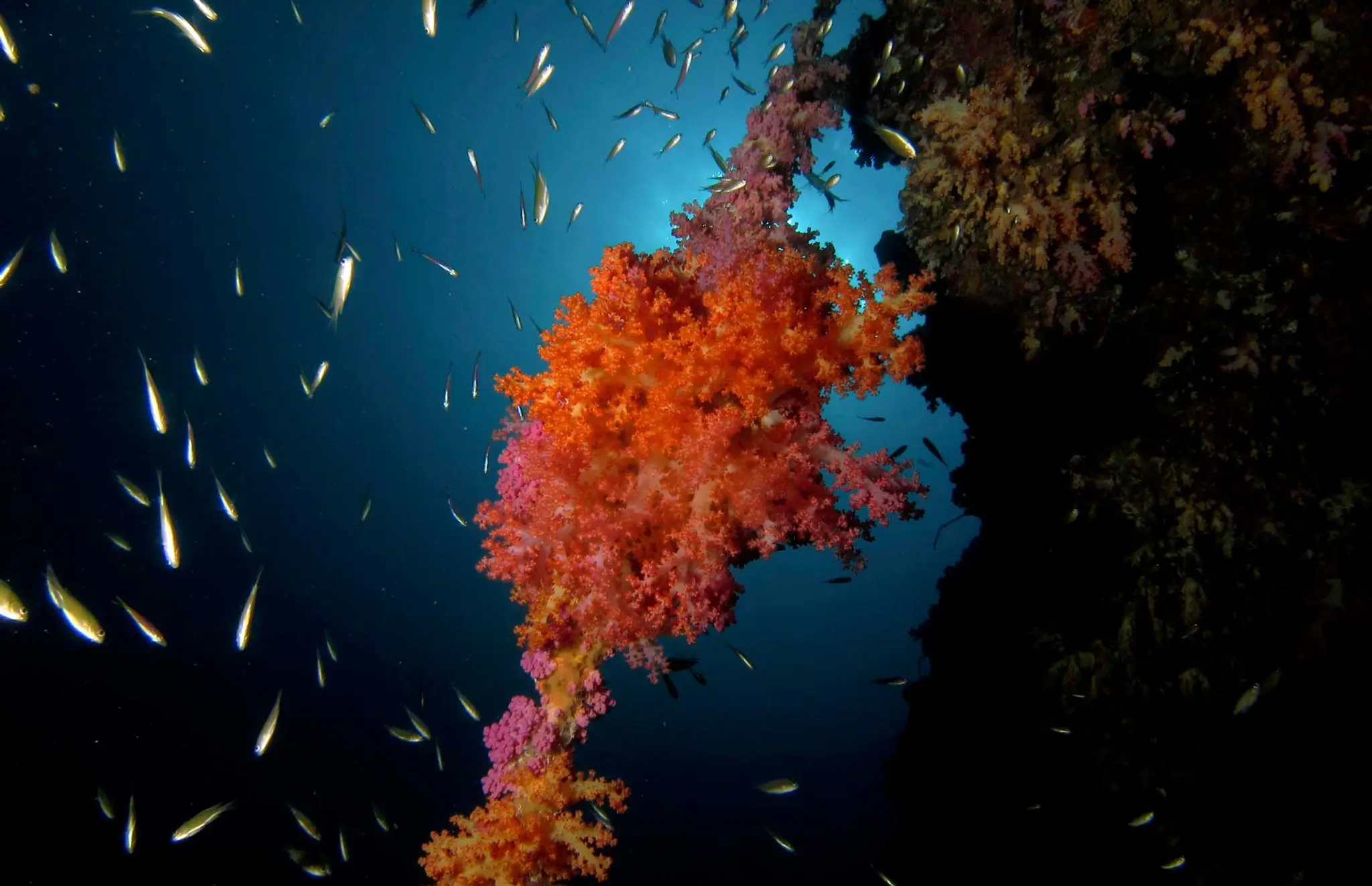 Thailand Dive And Sail