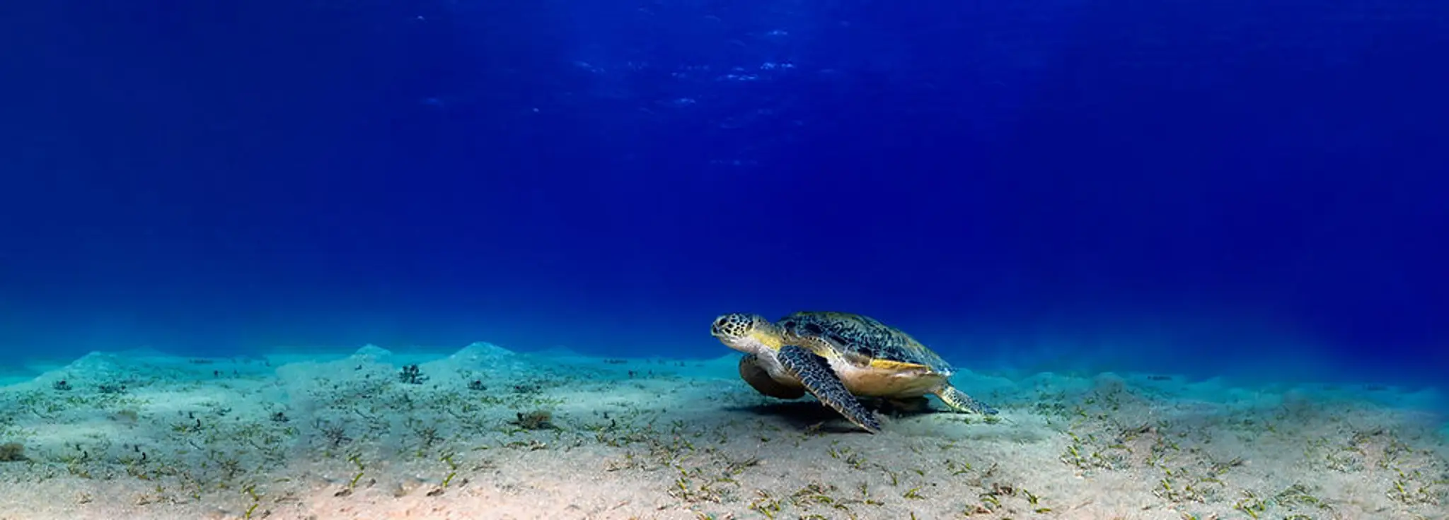 Ocean Turtle Diving