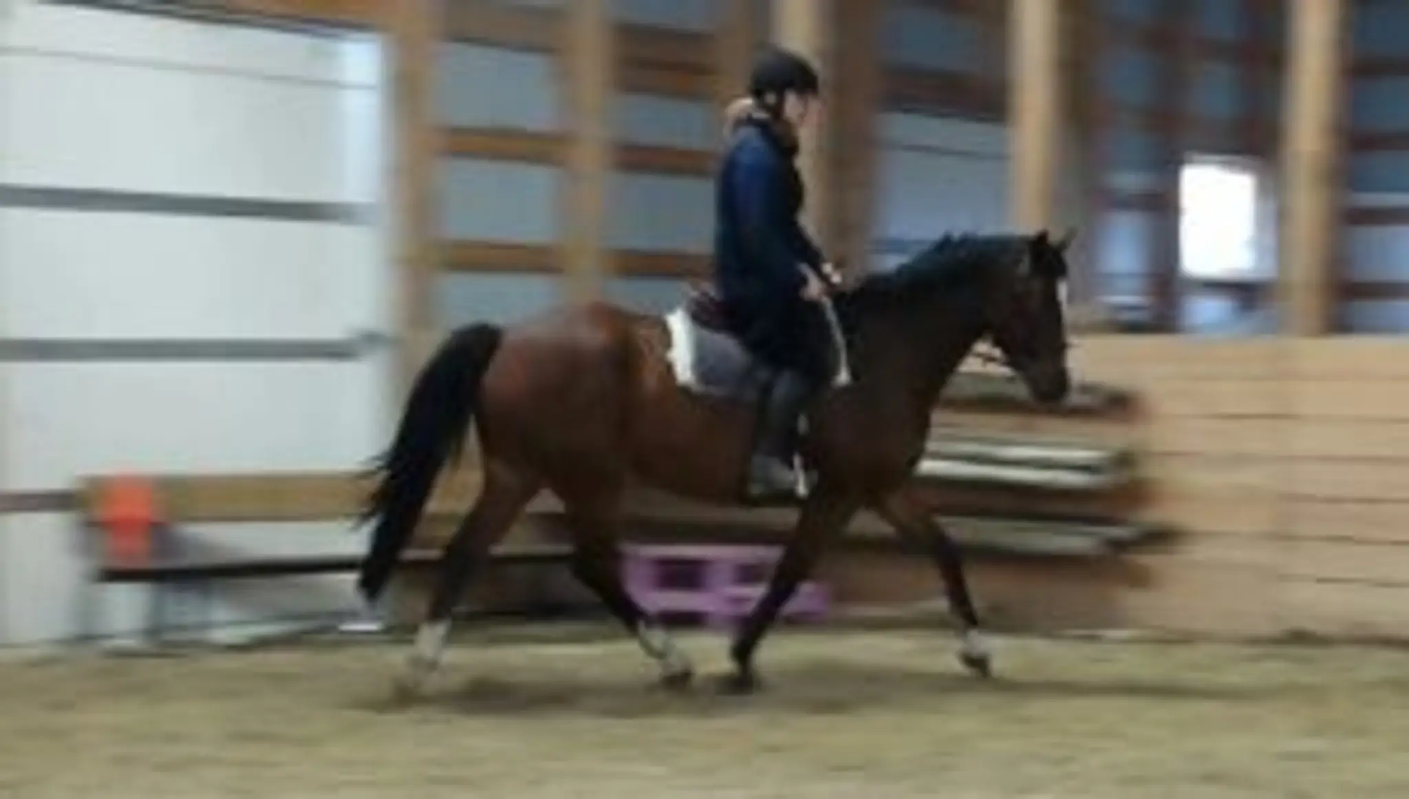 Copper T Warmblood Stables